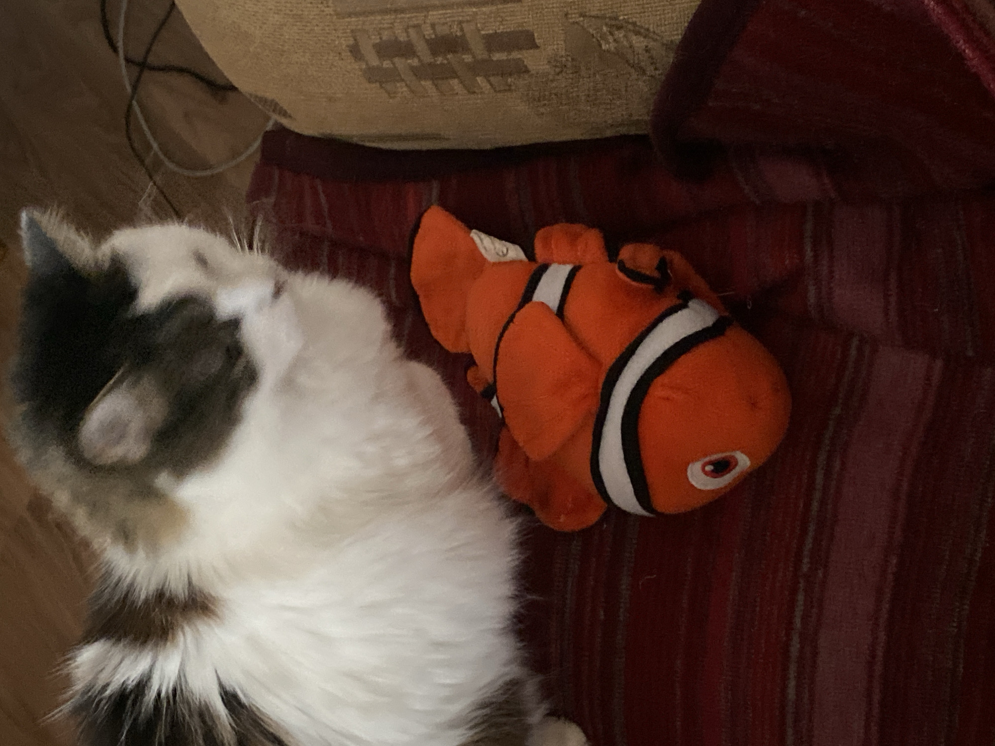 A calico cat is lying on a red striped blanket next to a plush Nemo toy. The cat is mostly white with patches of gray and brown. It is looking down at the toy. The blanket is a deep red with lighter red stripes. The Nemo toy is orange with black and white stripes and a cartoonish eye. The background is out of focus but appears to be a wooden floor and a beige upholstered surface. There are electrical cords visible in the background. The scene is indoors. This image was taken in the city of Bílina, Czechia.