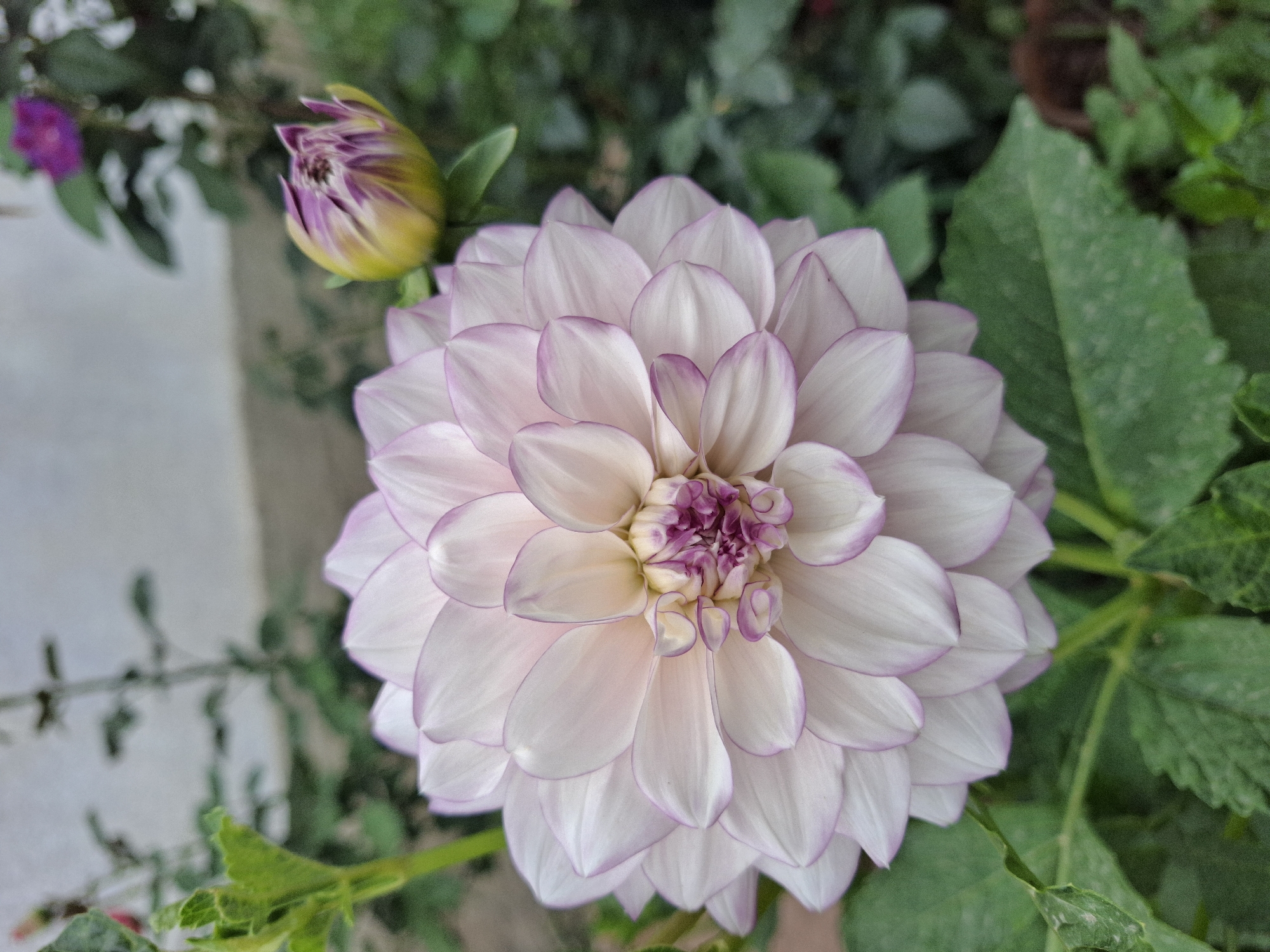 A close-up, slightly angled outdoor shot focuses on a large, pale pink dahlia flower with darker pink-purple tips on its petals. The dahlia's center is a denser cluster of tightly curled petals in shades of deep pink and purple. To the right and slightly behind the dahlia, a dahlia bud is visible, its outer petals yellowing and tinged with purple. The background consists of green foliage, including some leaves of the dahlia plant, and a blurred light-colored wall or building. The scene is consistent with a garden setting in Jeti-Ögüz, Kyrgyzstan, where such flowers are commonly grown. There are no people or animals present in the image.