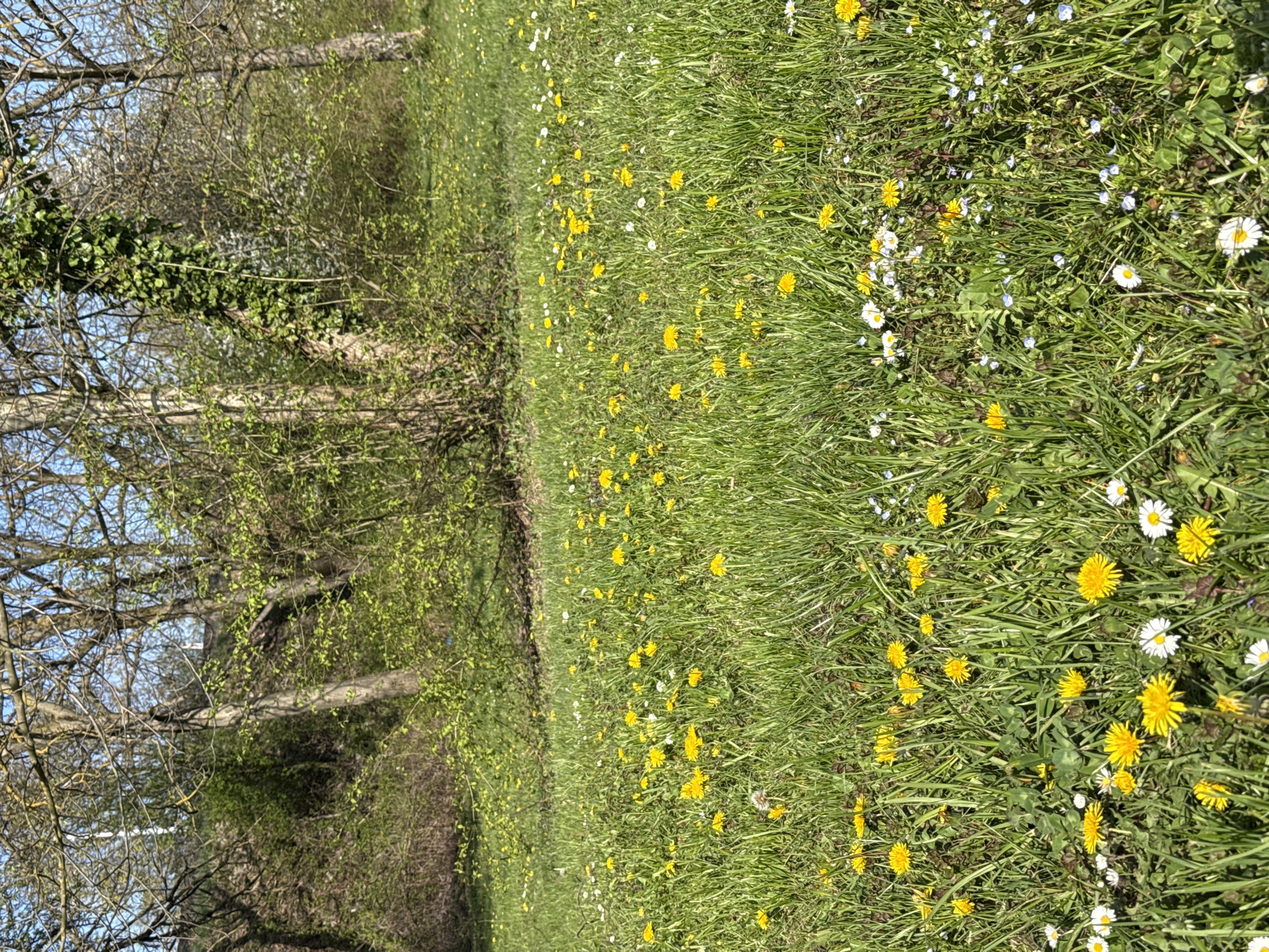 The image shows a grassy field with scattered yellow dandelions and white daisies. A line of trees is visible along the left edge of the frame, some with bare branches and others with fresh green foliage. Based on the presence of these flowers and the location in City of Zagreb, Croatia, it appears to be a spring scene in a park or meadow. There are no people, animals, or buildings visible in the image.