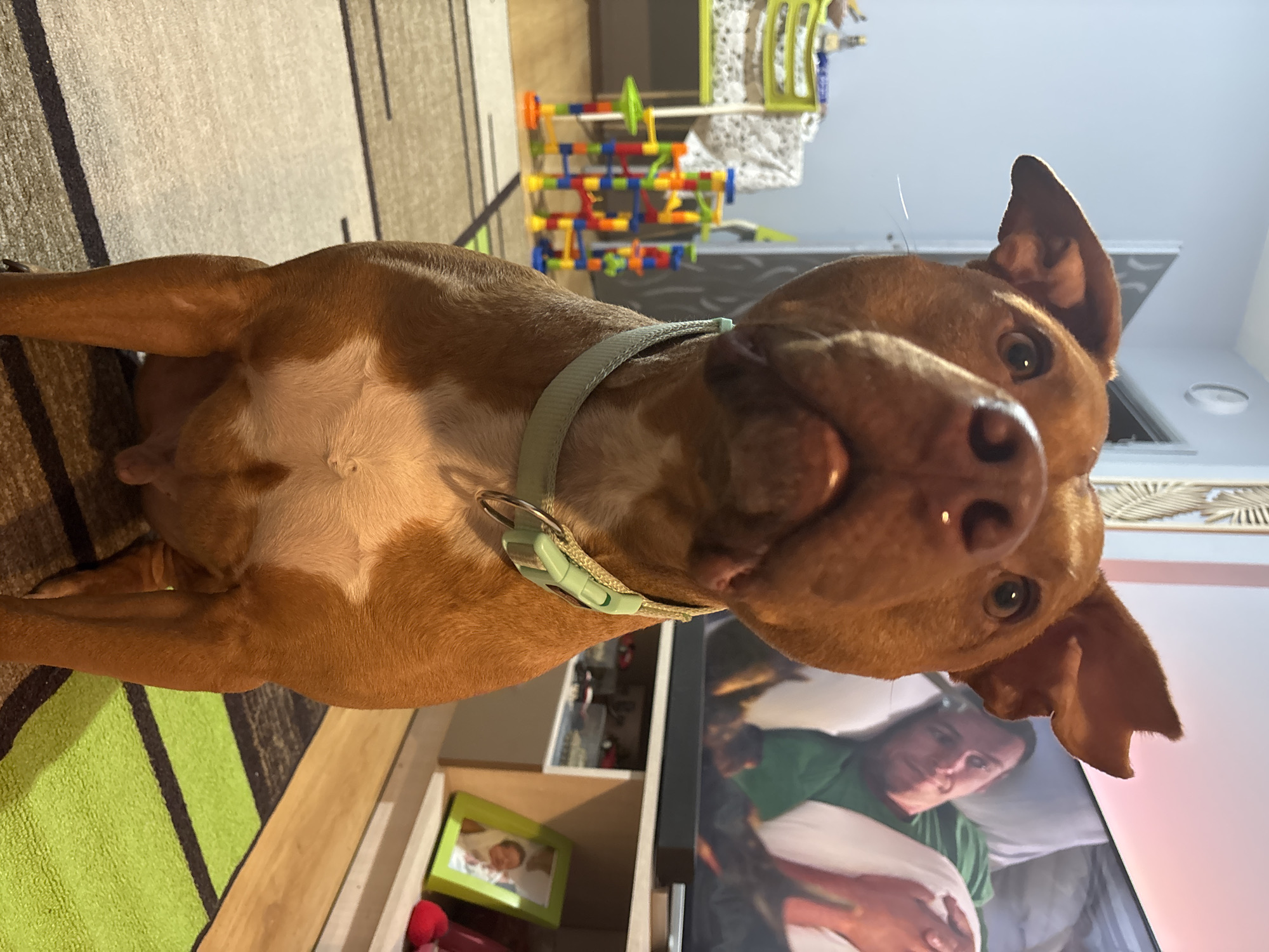 A close-up, low-angle shot captures a brown dog, possibly a pit bull mix, with a light green collar. The dog is lying on its back, looking directly at the camera. Its fur is short and smooth, and its pink nose is prominently displayed.
The dog is positioned in front of a television, which displays a man lying in bed, holding a white pillow and wearing a green shirt. To the left of the dog, a wooden shelf holds a framed photograph, and a red object is partially visible. In the background, out of focus, are colorful building blocks and a drying rack with clothes. A rug with green and brown stripes lies on the floor. The scene appears to be indoors in a home environment.
There is no visual information to infer that the location is Sofia, Bulgaria.