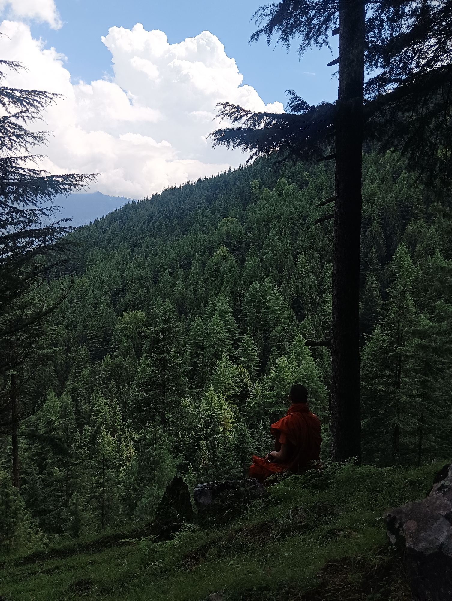 An individual wearing an orange robe is seated in meditation on a rocky outcrop covered in grass and moss. The person is facing away from the camera, looking out over a dense, evergreen forest that covers a steep hillside. In the background, hazy mountains are visible under a bright sky with scattered white clouds. The scene is framed by the dark silhouettes of pine trees in the foreground on the left and right sides of the image. The overall impression is one of peaceful solitude within a natural, mountainous landscape. The location is described as Chhyal, India.