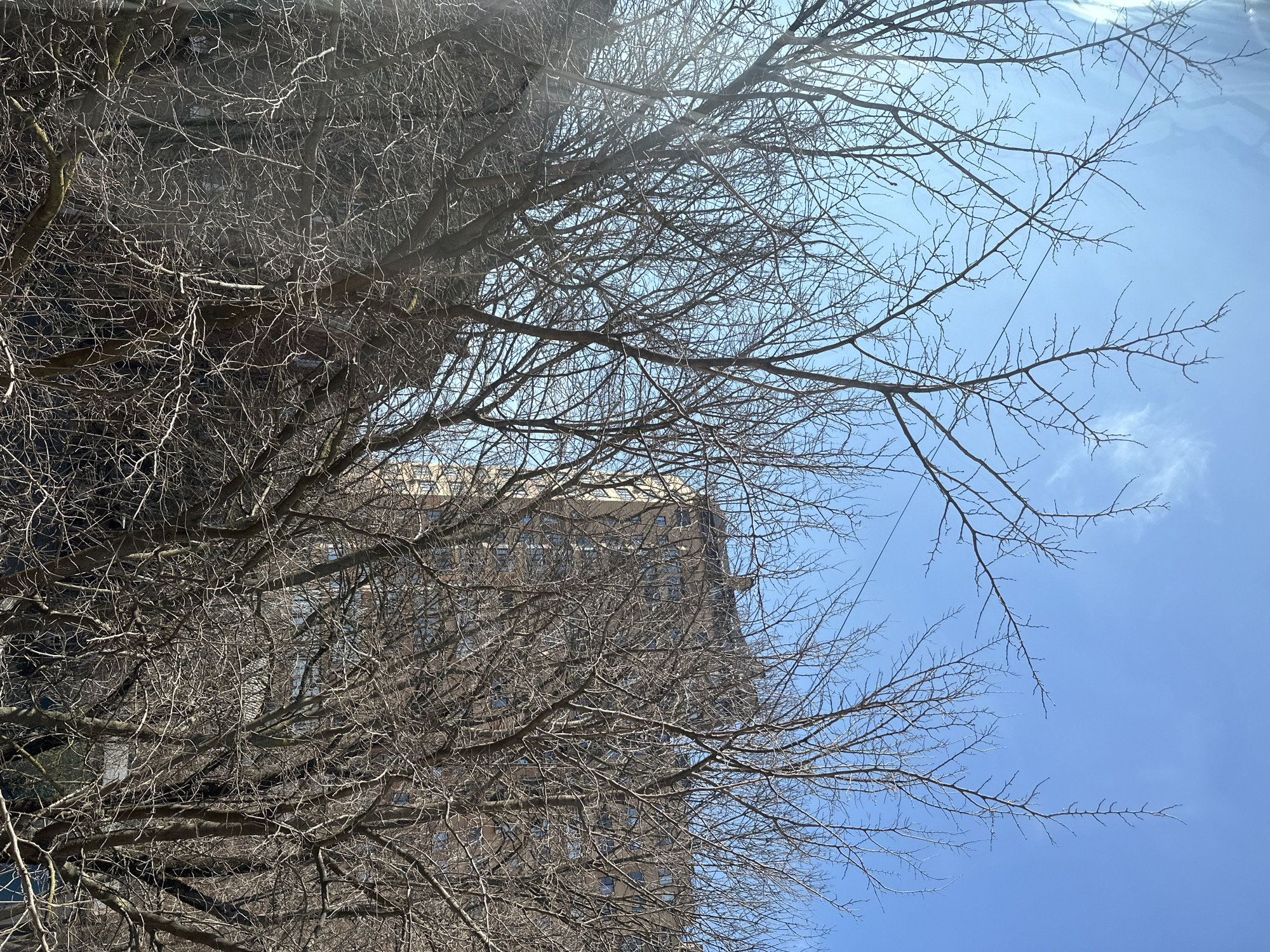 The image depicts an urban outdoor scene in Rostov-on-Don, Russia, on a clear, sunny day. The foreground is dominated by a dense network of bare, deciduous tree branches, characteristic of late winter or early spring. These branches, devoid of foliage, crisscross the frame, partially obscuring the background. The sky, occupying the upper portion of the image, is a bright, clear blue with minimal, wispy white clouds visible in the upper left quadrant. Sunlight causes a lens flare in the upper left.
In the mid-ground and background, partially visible through and above the tree canopy, are two multi-story buildings. A prominent beige or light brown building, likely residential or commercial, is visible on the right side, featuring multiple windows and a distinct rooftop structure with architectural details. To its left, a darker, possibly brick-clad building is largely obscured by the tree branches. No people, vehicles, or specific activities are discernible. A thin, dark cable or wire is visible diagonally across the upper left sky, passing between tree branches. The overall impression is static and observational, focusing on the interplay of natural elements (trees, sky) and urban architecture under bright daylight conditions.