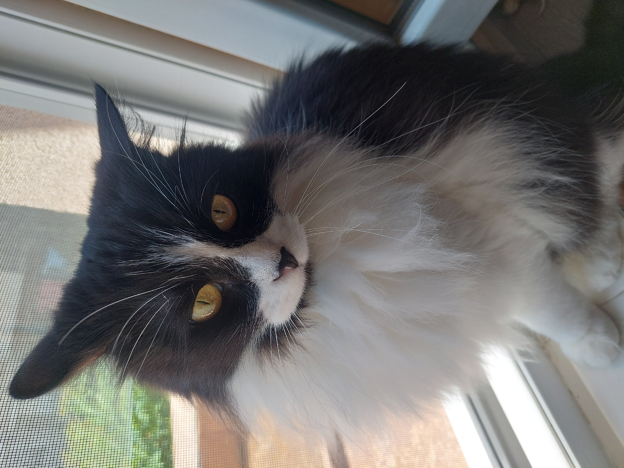 A close-up photograph shows a black and white long-haired cat perched on a windowsill, likely indoors. The cat is positioned with its head tilted, looking directly at the camera. Its eyes are amber in color. The foreground includes a screen window. The background shows a glimpse of green foliage, suggesting an outdoor environment. No specific details indicate a location within Plovdiv, Bulgaria.