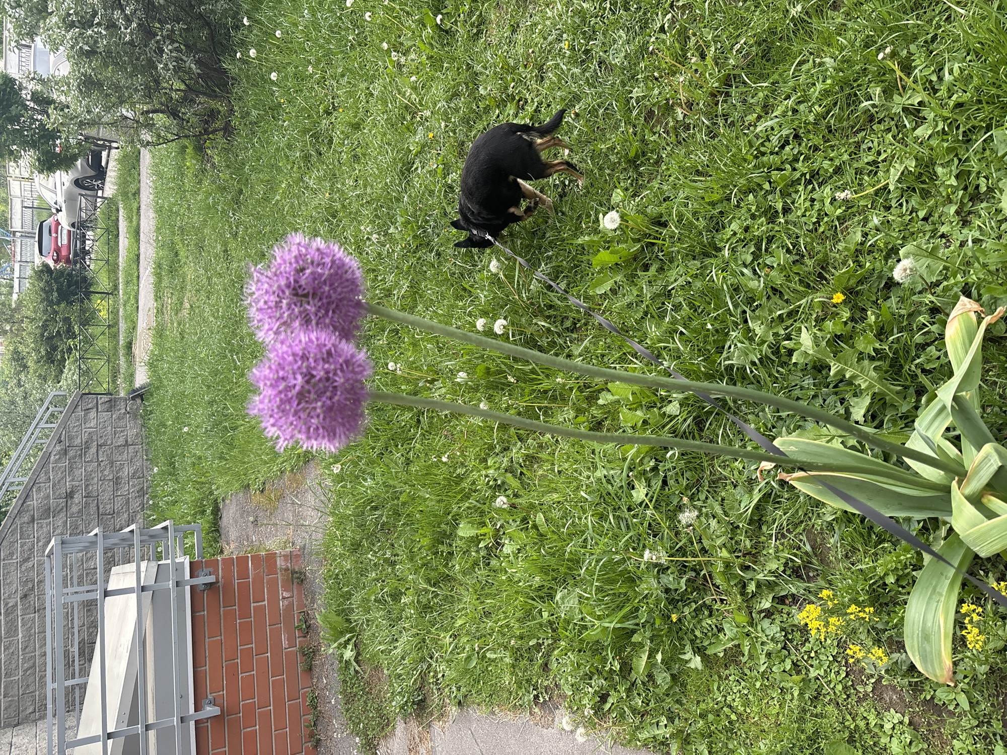 The scene captures an outdoor view in what appears to be a grassy area adjacent to a building. Two prominent purple allium flowers are in the foreground, their stems reaching towards the upper right. To the right of the flowers, a cluster of green plants with long leaves is visible, along with small yellow flowers. A black dog lies in the grass, and a leash is attached to it. Behind the grass and flowers, there's a paved walkway next to a brick and concrete structure with metal railings. In the background, cars are parked on the side of the road, and trees are visible.