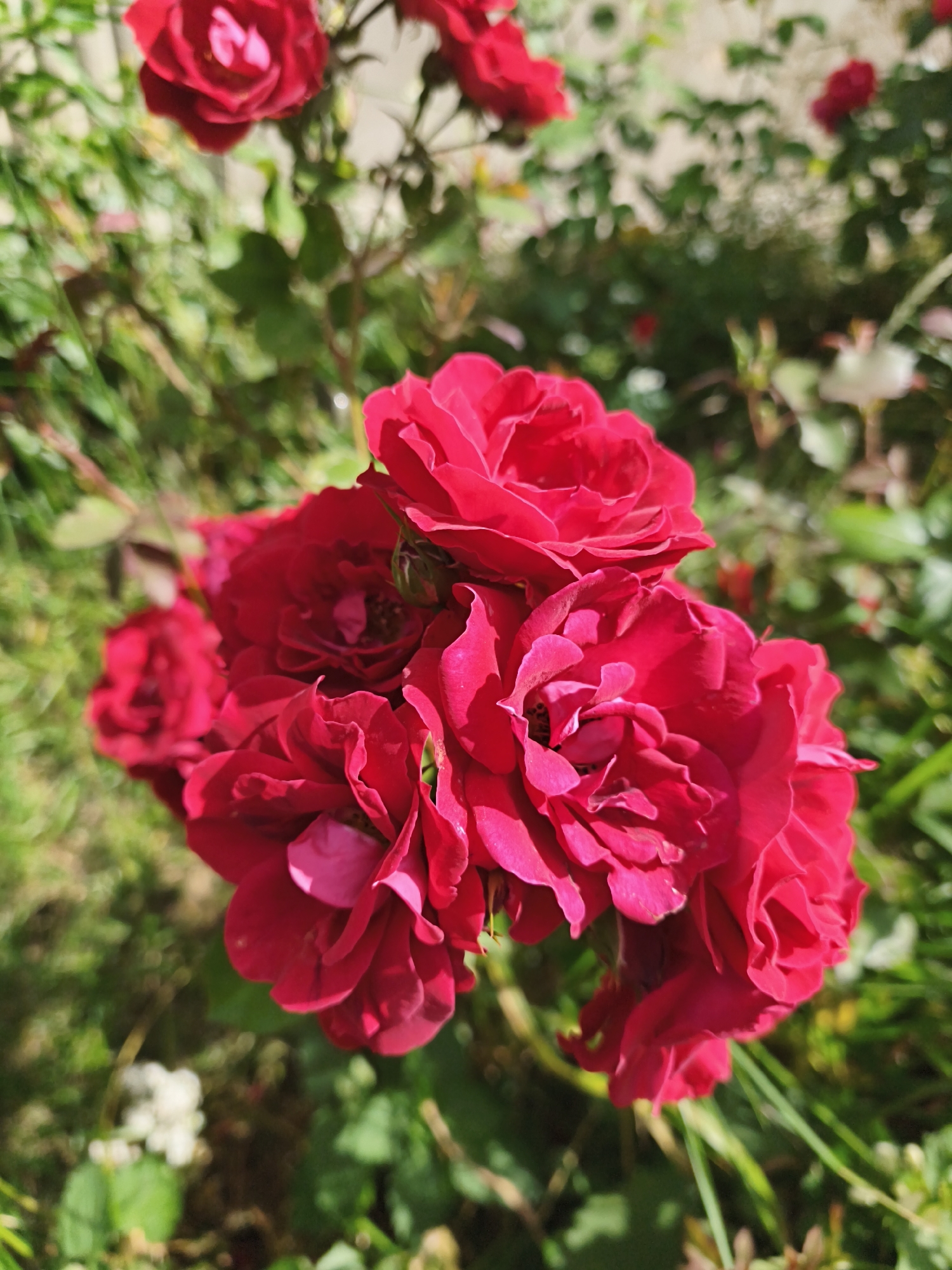 A cluster of vibrant red roses is in full bloom, with multiple flower heads overlapping and partially obscuring each other. The roses are densely packed, showcasing intricate petal formations and deep, rich color. The background is a blur of green foliage and dappled sunlight, suggesting an outdoor garden setting. To the left, a few out-of-focus white flowers are visible. The overall impression is one of lush, natural beauty. This scene is consistent with the gardens found in Tallinn, Estonia, a city known for its charming botanical gardens and public parks, such as the Tallinn Botanic Garden or the Kadriorg Park, where such rose displays are common.