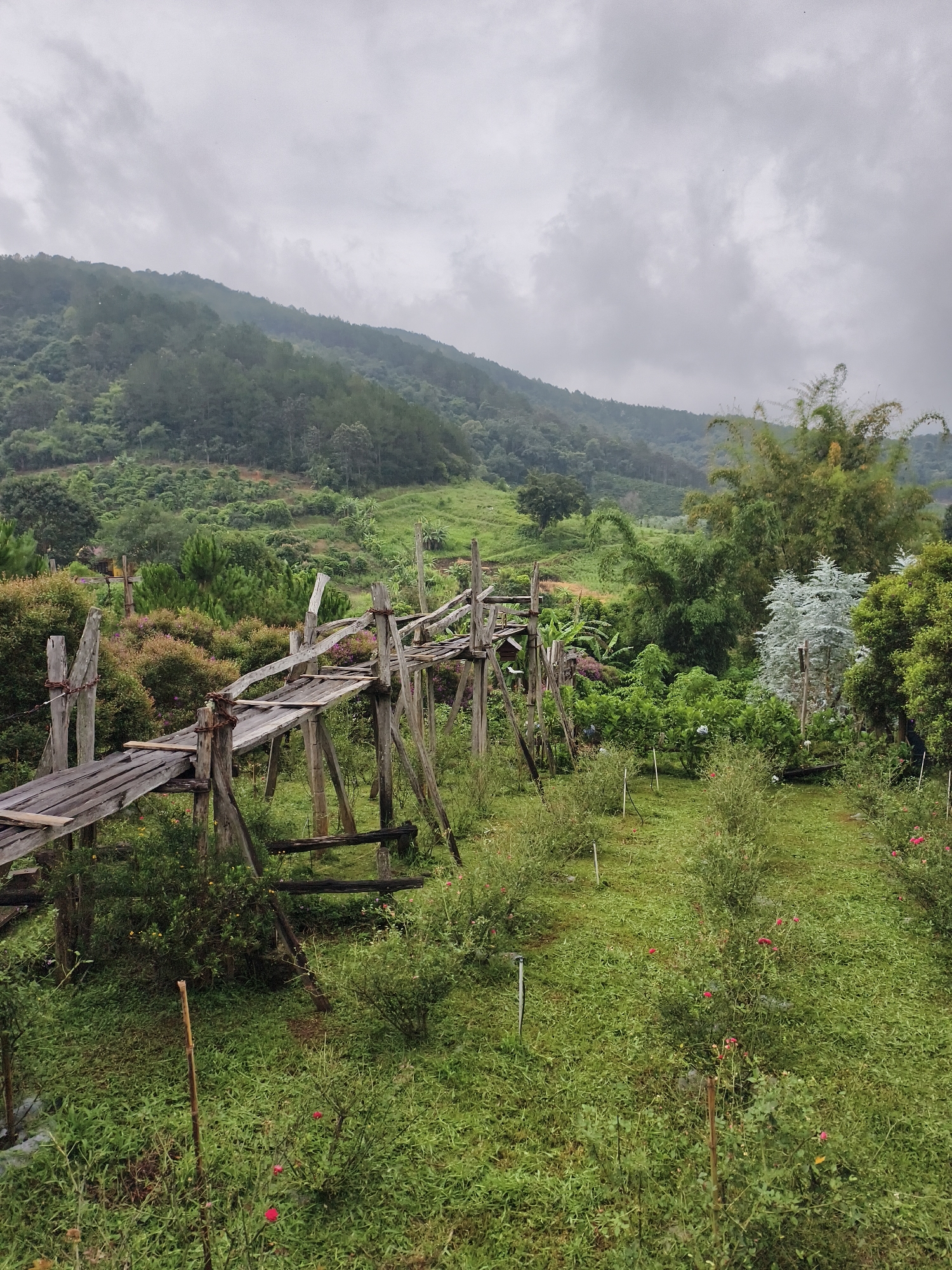 The image shows a landscape in Thôn 5, Vietnam. In the foreground, there's a rickety, old wooden bridge extending into a verdant field. The field is overgrown with lush green grass, punctuated by rows of small flowering bushes with red blossoms and thin wooden stakes. Behind the bridge, a variety of trees and plants create a dense, green backdrop, including bamboo. The middle ground features the greenery of the garden blending into the surrounding trees.
In the background, a mountain covered in thick forest rises under a cloudy, overcast sky.