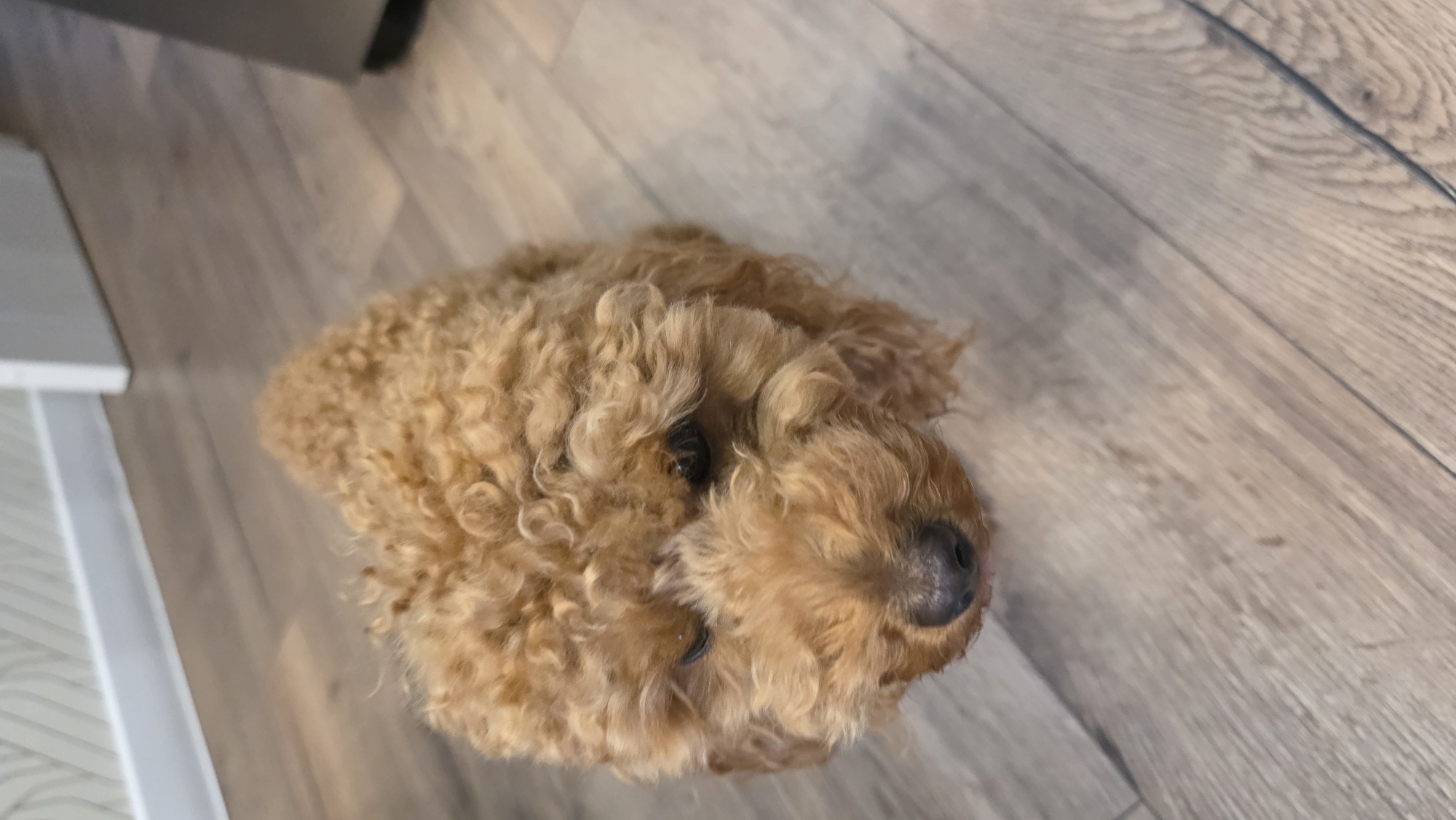 A small, brown, curly-haired dog is positioned on a light-colored wooden floor, looking upwards. The dog's head is the primary focus of the image, with its dark eyes and black nose clearly visible. The background consists of the same wooden floor, with some wall and baseboard visible at the top of the frame. The lighting appears to be natural, casting soft shadows. The dog's fur is tightly curled, giving it a fluffy appearance. The floorboards have a visible wood grain pattern. The scene is indoors, likely in a residential setting. There is no indication of the specific city or country.