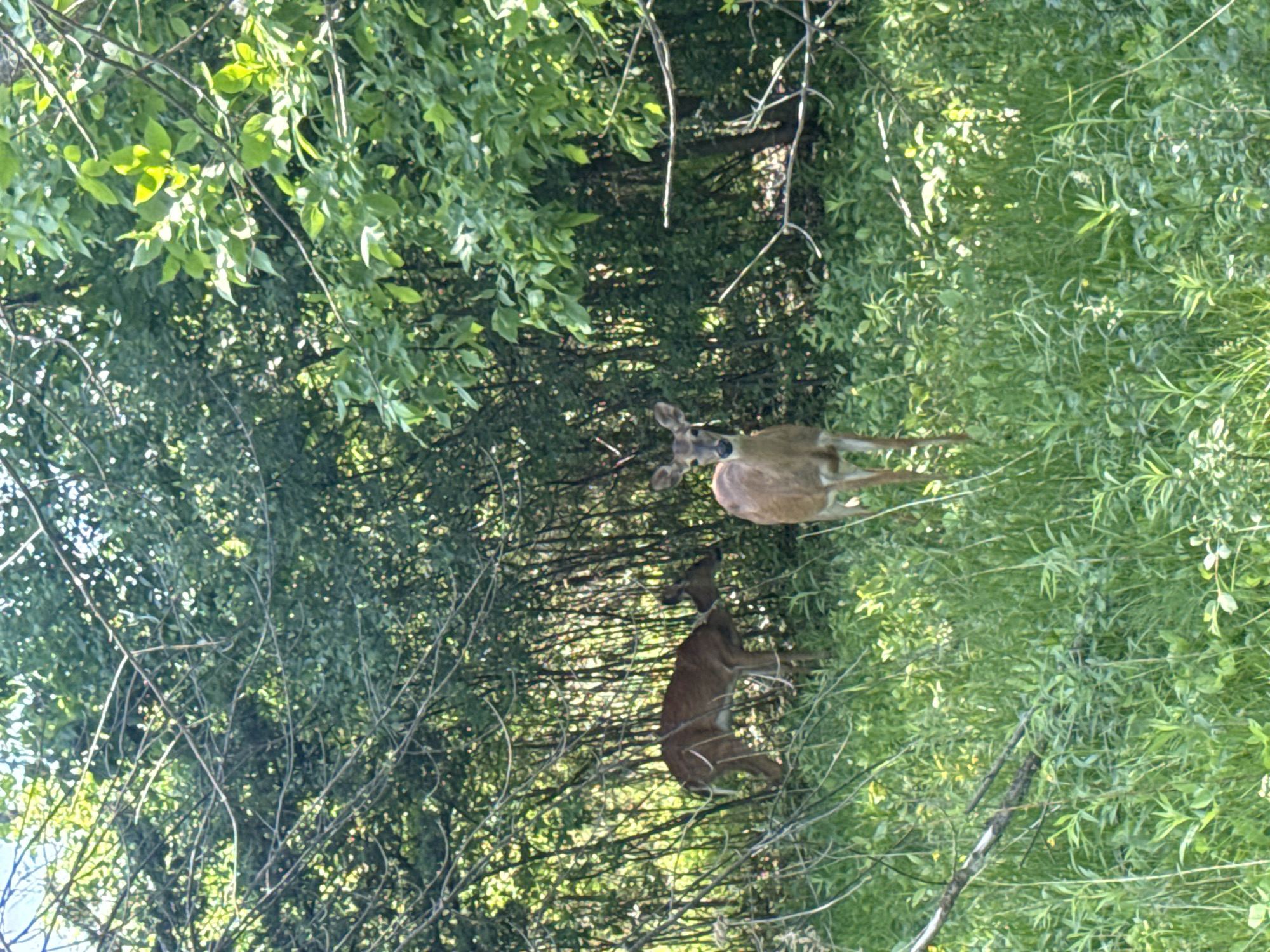 Two deer are visible in a grassy, wooded area. The location is Glenview, United States of America.