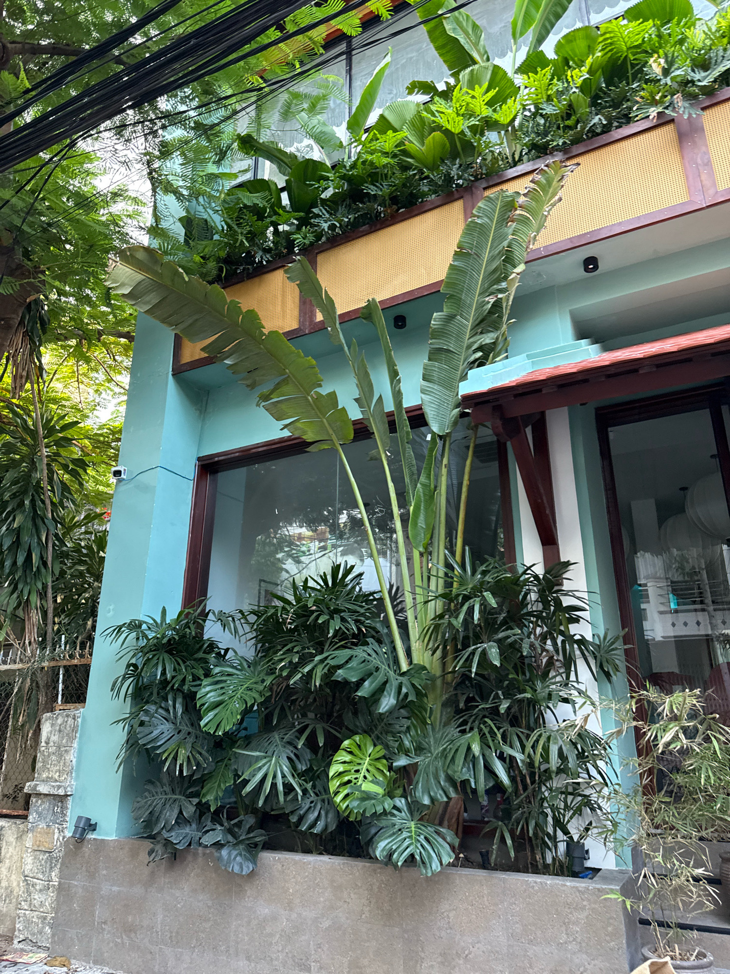 A lush facade of a building in Nha Trang, Vietnam, is adorned with abundant tropical foliage. The building's exterior is painted a refreshing turquoise, punctuated by dark wood window frames and an overhanging reddish-brown roof. A prominent feature is the array of large, vibrant green leaves from plants like banana trees and Monstera, which cascade down from the upper levels and form a dense, leafy barrier at the ground level. A security camera is visible mounted on the turquoise wall near the ground. The scene is further framed by overhead electrical wires and the dappled sunlight filtering through the surrounding trees.