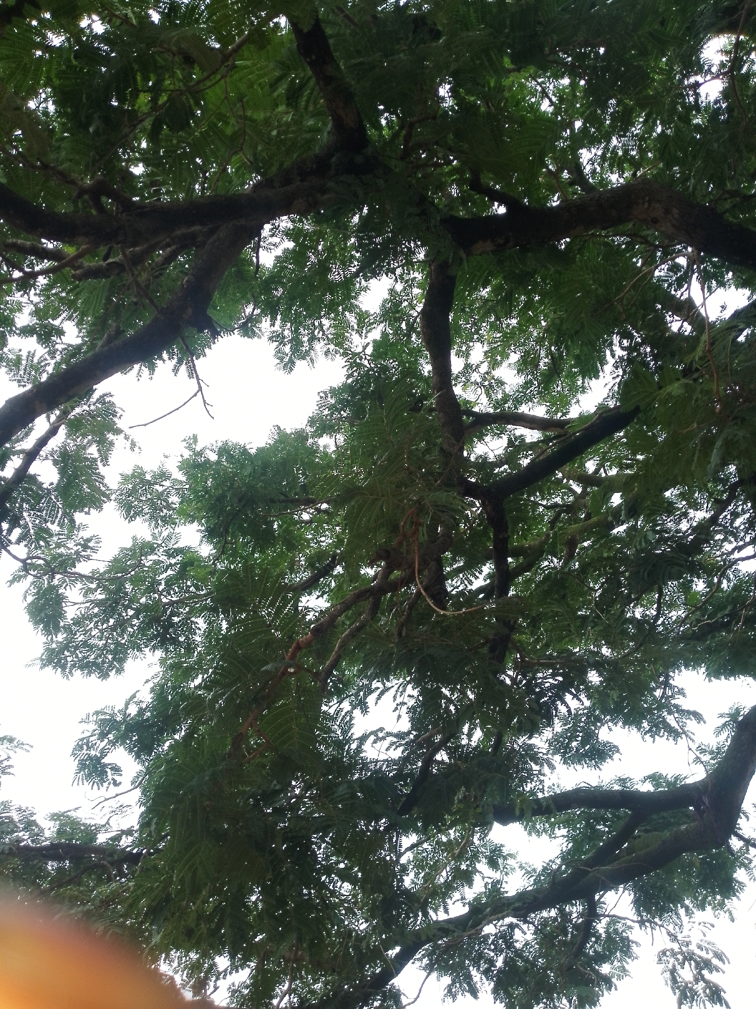 The image shows a view looking up through the canopy of a large tree, with its branches and green leaves filling most of the frame. The sky is visible through the foliage and appears overcast or bright white. In the bottom left corner, there is a blurred orange-yellow light source, possibly a lens flare or reflection. The overall scene suggests an outdoor environment, likely in a natural setting. The presence of the tree suggests it is in an area with vegetation. The city of Serti, Nigeria, is mentioned in the prompt; however, there are no specific landmarks or details in the image that definitively place it in Serti, Nigeria. The image is a close-up view of the tree's structure and leaves, with no people or discernible human activity.
