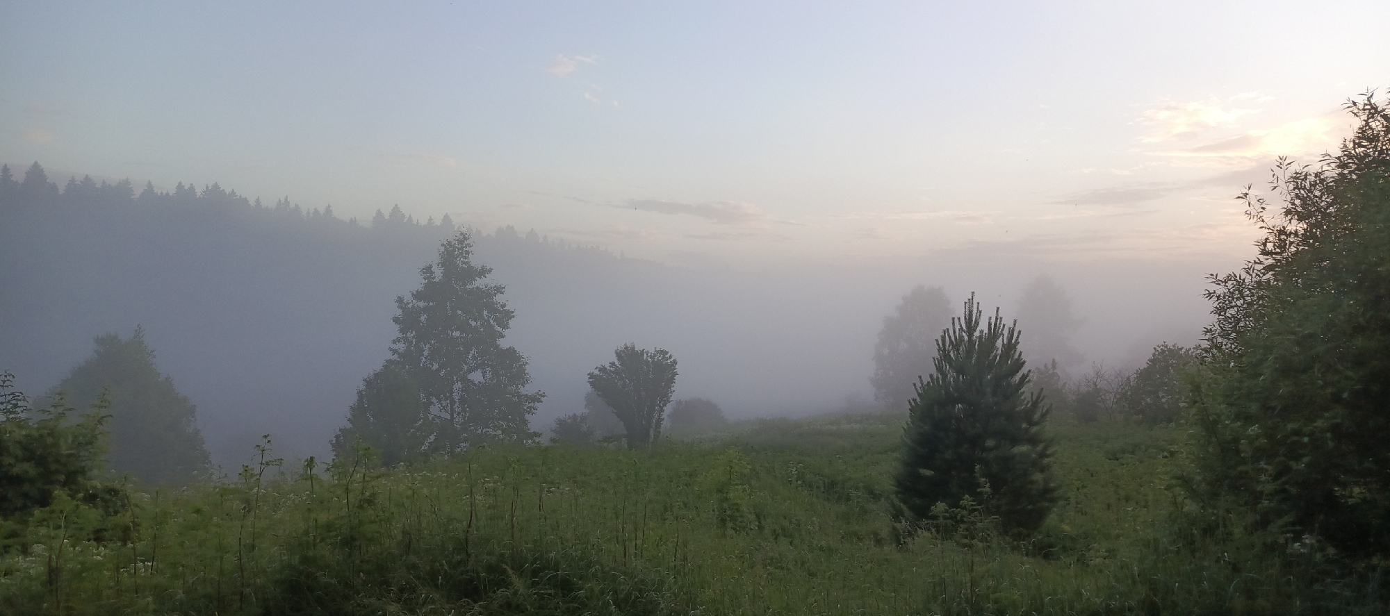 The image depicts a misty landscape at dawn or dusk, likely in Merchalovo, Russia. A dense fog blankets the background, obscuring a forested hillside. In the foreground, tall green grass and scattered wildflowers grow. Several trees are visible, including a prominent pine tree in the middle right, a birch tree further left, and other deciduous trees shrouded in mist. The sky above is a pale blue with faint clouds, tinged with the soft colors of sunrise or sunset. The overall atmosphere is serene and natural, suggesting an outdoor environment. There are no people or animals visible in the frame.