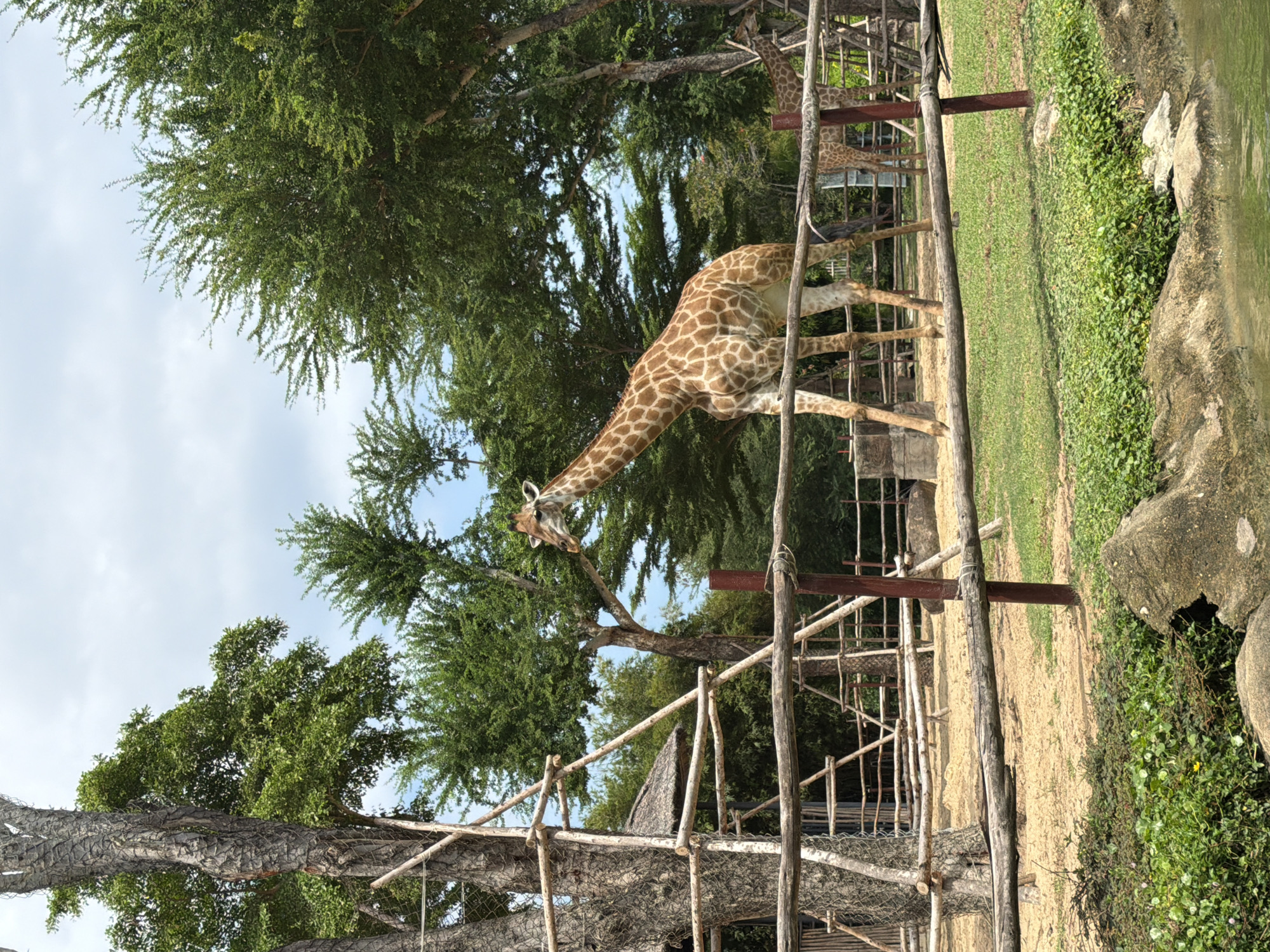 The image depicts a giraffe enclosure at a zoo, likely in Đà Nẵng, Vietnam. In the foreground, a wooden fence runs horizontally across the frame, separating a grassy area from a sandy enclosure. A body of water is visible at the bottom of the frame. In the middle ground, a tall giraffe stands in the sandy enclosure, its patterned coat clearly visible. Behind it, another giraffe is partially visible. The enclosure is surrounded by a wooden fence and a rustic structure, possibly a feeding station or shelter, made of bamboo and thatch. Mature trees with lush green foliage tower over the enclosure, and a partly cloudy sky is visible above. The overall scene suggests a naturalistic zoo environment.