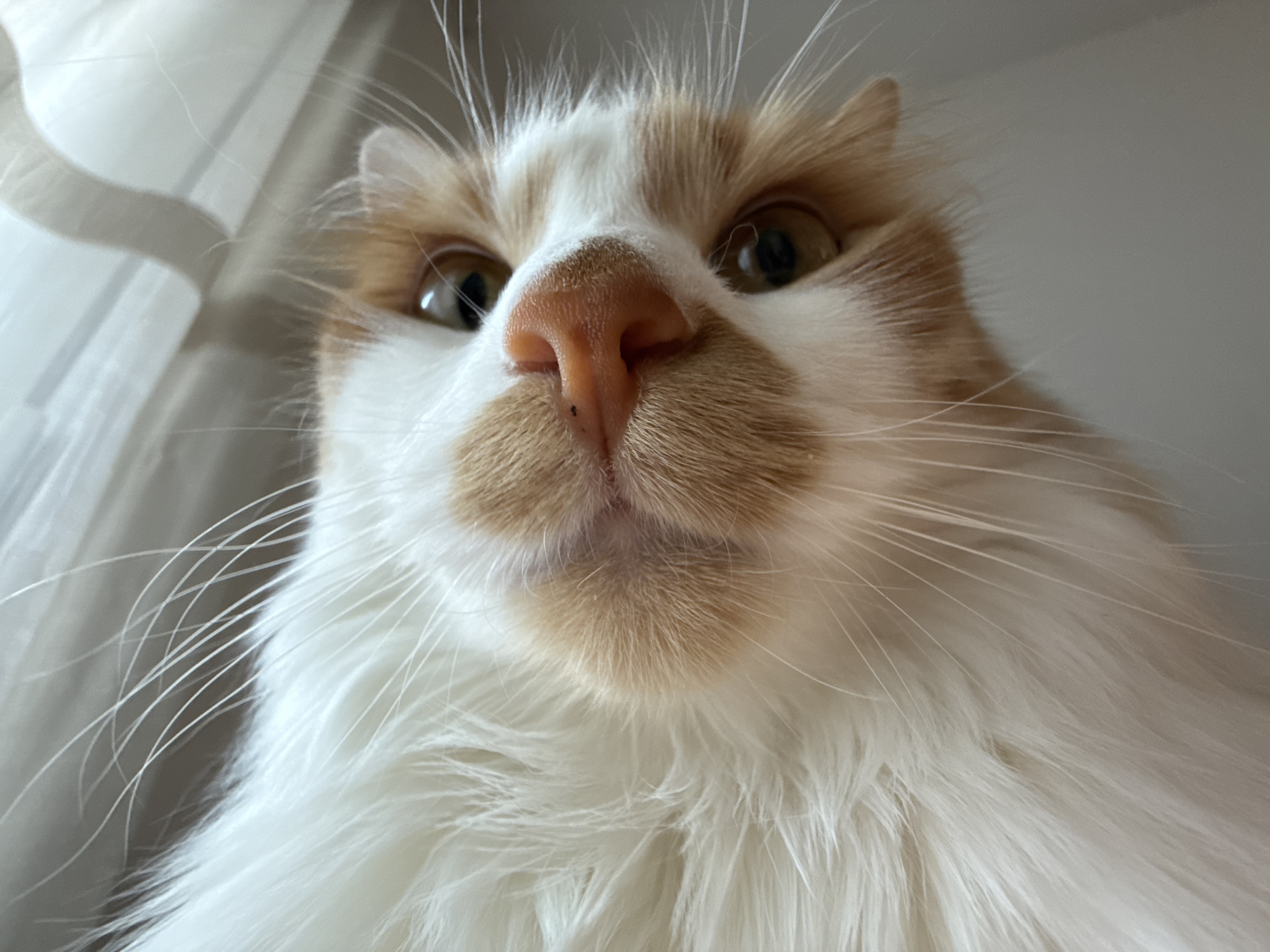 This is a close-up, low-angle shot of a fluffy orange and white cat's face. The cat's nose, which is a light pink color, is prominently featured in the center of the frame. Its eyes are a warm brown and appear to be looking slightly upwards. The cat's fur is long and appears soft, with distinct patches of orange and white. The background is out of focus, but appears to be a light-colored wall or curtain. The image was taken indoors, likely in a residential setting. There are no people visible in the image.