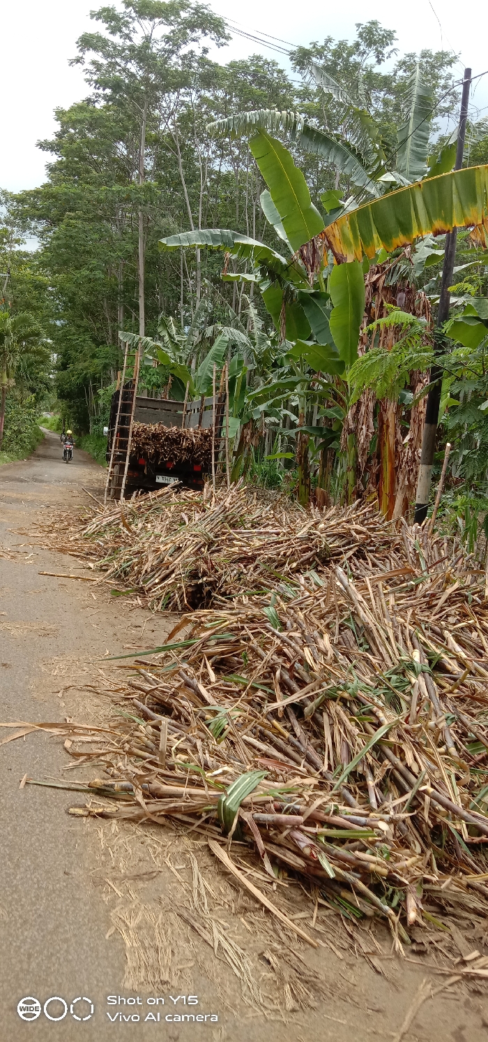 A pile of harvested sugarcane stalks litters a rural road beside lush banana trees and foliage. A truck filled with more sugarcane is parked on the road, ladders leaning against its back. A lone motorcyclist approaches in the distance, navigating around the obstruction. The day appears overcast, with tall trees lining the road, suggesting a tropical or subtropical environment. The ground is covered with sugarcane remnants.