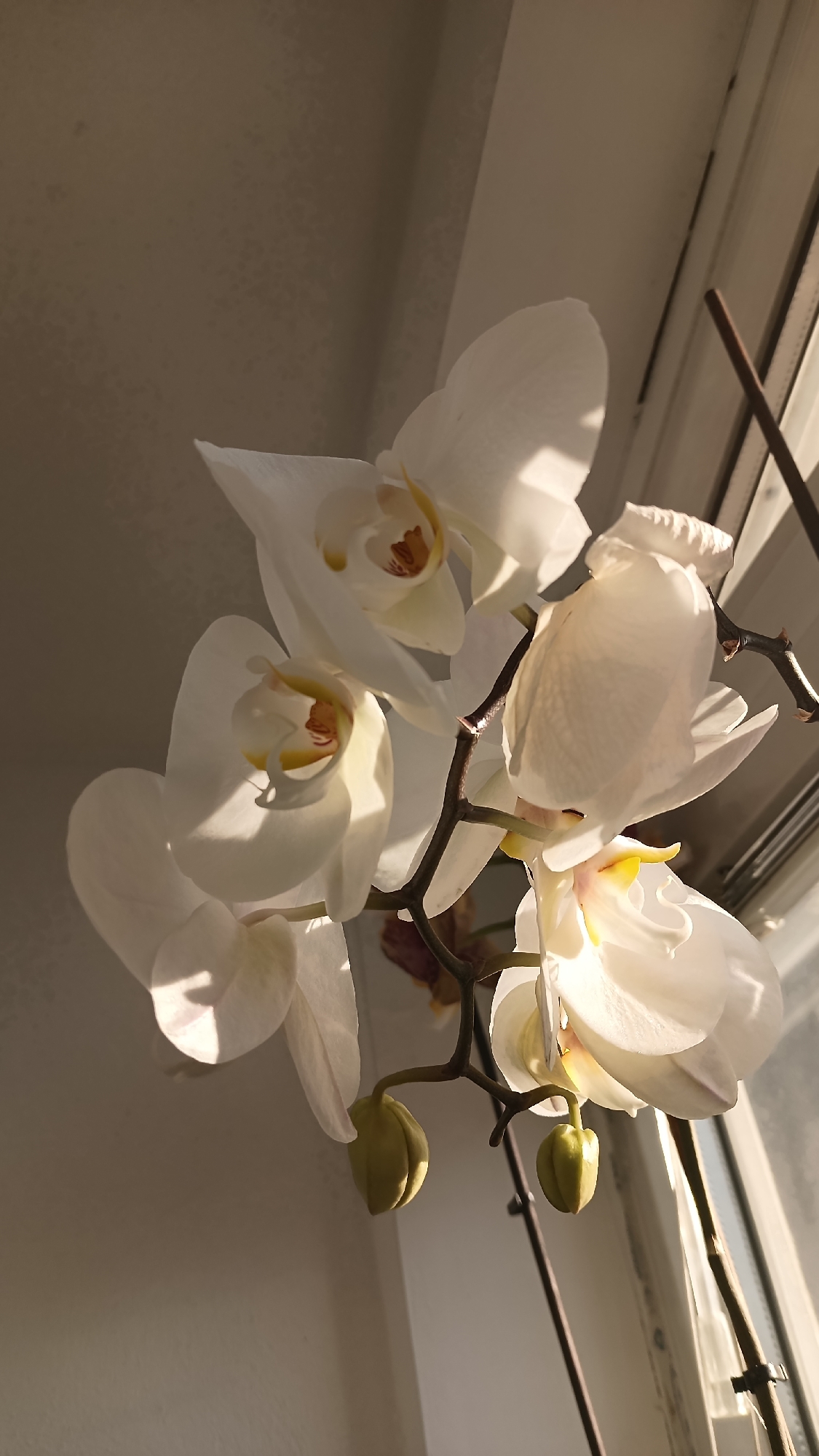 The image depicts a cluster of white orchid flowers with yellow centers, illuminated by sunlight. Two unopened buds are visible on the stem. The background includes a white wall and a window frame with blinds. The location in the city of Gabrovo, Bulgaria is not determinable from the image.