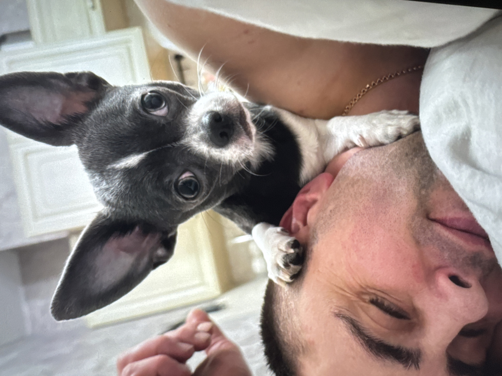 A man lies with his eyes closed, his face tilted slightly upward. A small, gray and white dog sits perched on his shoulder, with one paw resting near his ear. The dog is looking directly at the camera. The background features a blurred view of white cabinetry. A gold chain is visible around the man’s neck. The image appears to be taken indoors. The location in the city of Новинки, Russia is unknown.