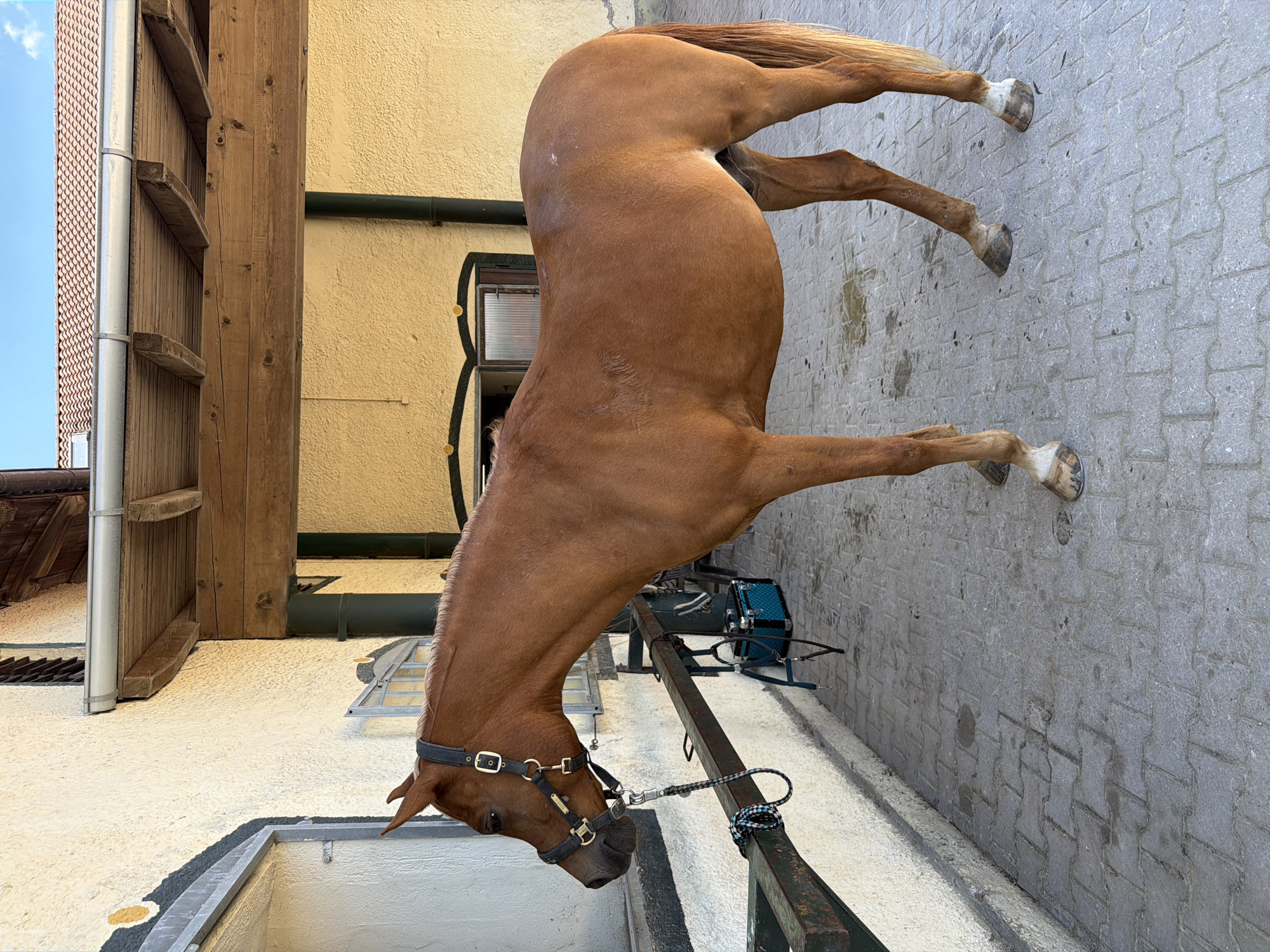 A chestnut horse stands tethered to a green metal railing outside a yellow building with a wooden overhang. The horse is facing left, wearing a black halter and lead rope. The ground is paved with interlocking bricks. In the background, a turquoise box with silver latches is visible, along with a dark green downspout and part of a tiled roof. The sky is blue with scattered clouds. The scene appears to be in a rural or equestrian setting within Anzing, Germany.
