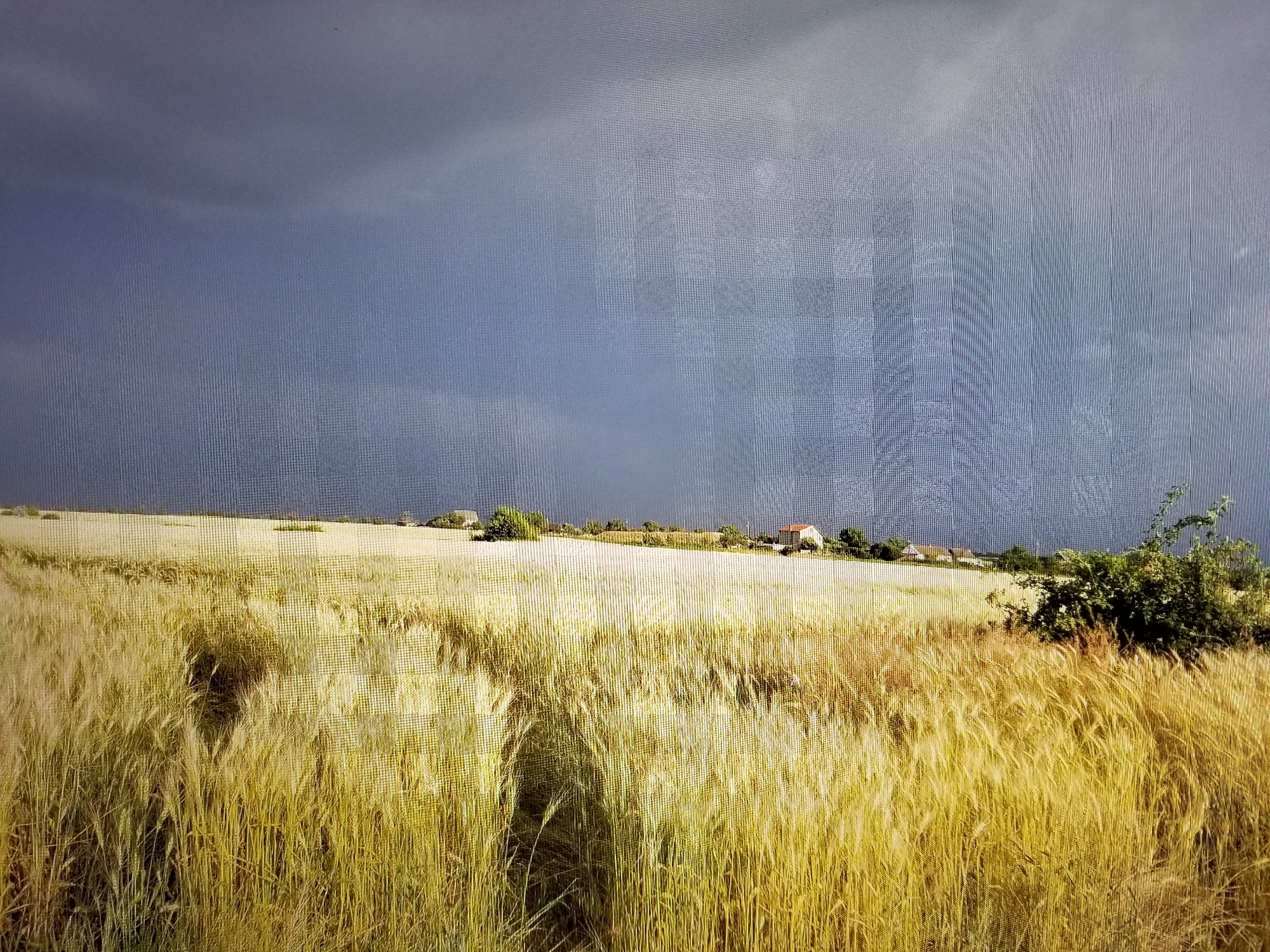 The image depicts a vast field of golden wheat under a dark, brooding sky. In the distance, several houses with red roofs are scattered across a slightly elevated landscape, suggesting a rural setting. A cluster of green trees stands to the right of the houses. The wheat stalks are tall and appear to be swaying, creating a sense of movement. The sky is a deep, stormy blue-gray, with hints of lighter clouds. There are no people visible in the image. The overall atmosphere is one of impending weather change, with the ripe wheat ready for harvest. This scene could be located in the outskirts of Tiraspol, Moldova, given the characteristic agricultural landscape of the region.