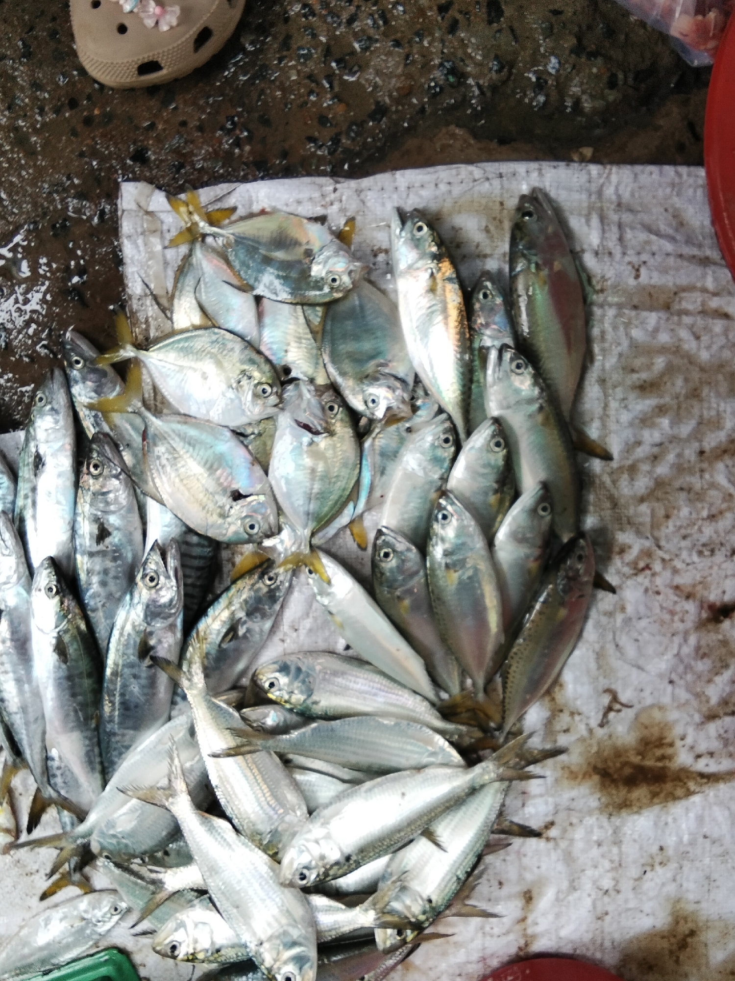 The image shows a pile of freshly caught fish on a white tarp spread on the ground. The fish are of various sizes and appear to be mostly silver-colored with some iridescent hues. Some of the fish are laid out individually, while others are clustered together. The ground beneath the tarp is wet and appears to be a mix of dirt and water. In the upper left corner of the image, a portion of a beige-colored shoe with decorative elements is visible. The scene suggests a market or a place where fish are being sold or prepared. The setting, with the wet ground and abundance of fish, is consistent with a coastal location like Mũi Né, Vietnam, known for its fishing industry.