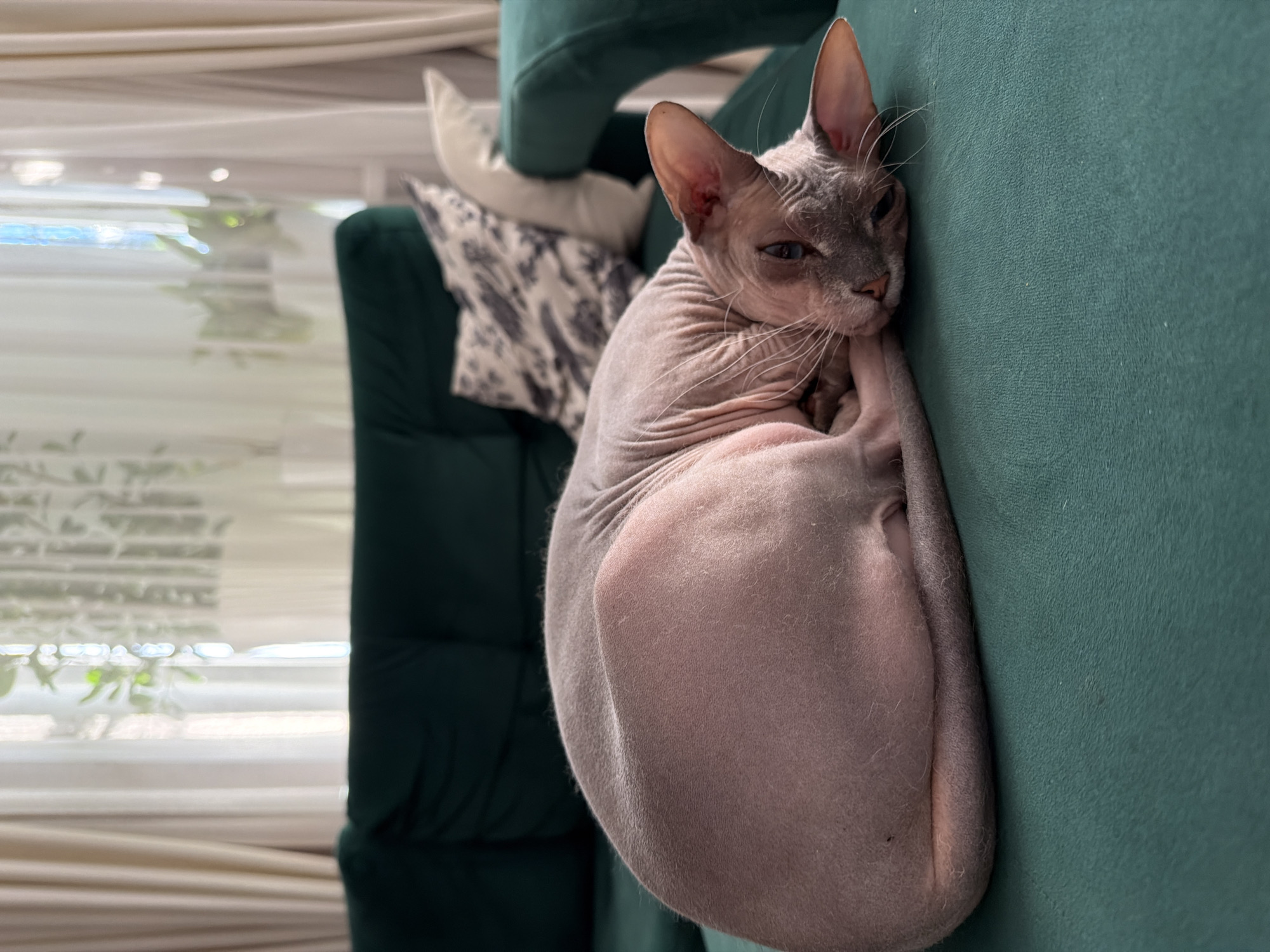 A hairless cat, likely a Sphynx, is curled up sleeping on a dark green couch. The cat has pinkish-grey skin and large ears. Behind the cat, there are decorative pillows on the couch and sheer curtains in the background, through which sunlight is filtering. The scene appears to be indoors. There is no information about the location in Buzuluk, Russia.