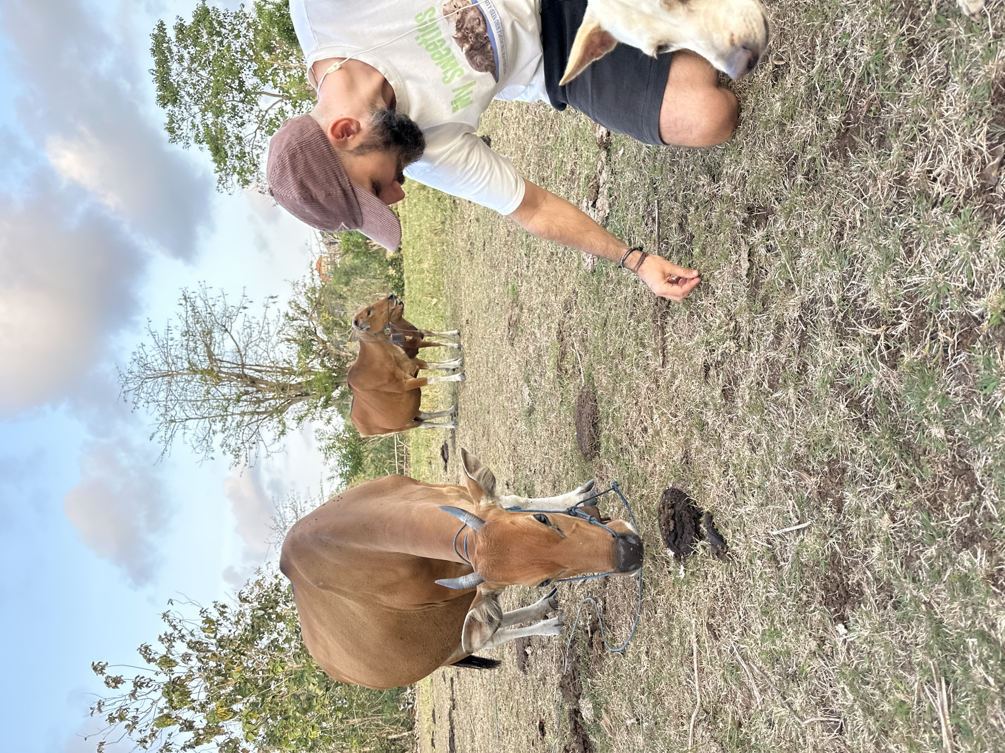 In Kuta Selatan, Indonesia, a man wearing a brown baseball cap and a white t-shirt kneels on dry grass. He is facing a brown cow with a rope around its neck, which is eating from the ground. To the right of the man, a white dog with its head near the man's hand is also present. In the background, two more brown cows are visible in a grassy field with scattered trees under a cloudy sky. The scene appears to be a rural or semi-rural area.