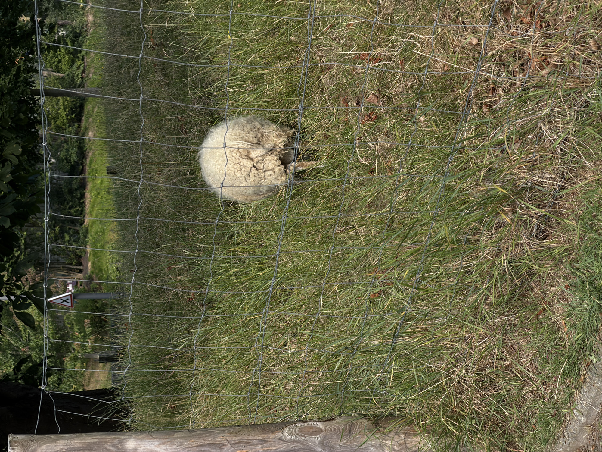 An adult sheep with white woolly fleece is standing in a grassy field behind a wire fence. The sheep is facing away from the camera, with its head down as if grazing. The field is covered in green and dry grass, with some fallen leaves scattered on the ground. A wooden post and part of a wire fence are visible in the foreground on the left side of the image. In the background, trees and bushes create a natural setting. A traffic sign with a white background and a red border, featuring a black symbol of two diagonal lines forming an 'X', is visible in the distance, to the left of the sheep. The overall scene appears to be in a rural or semi-rural area within the city of Dieppe, France.