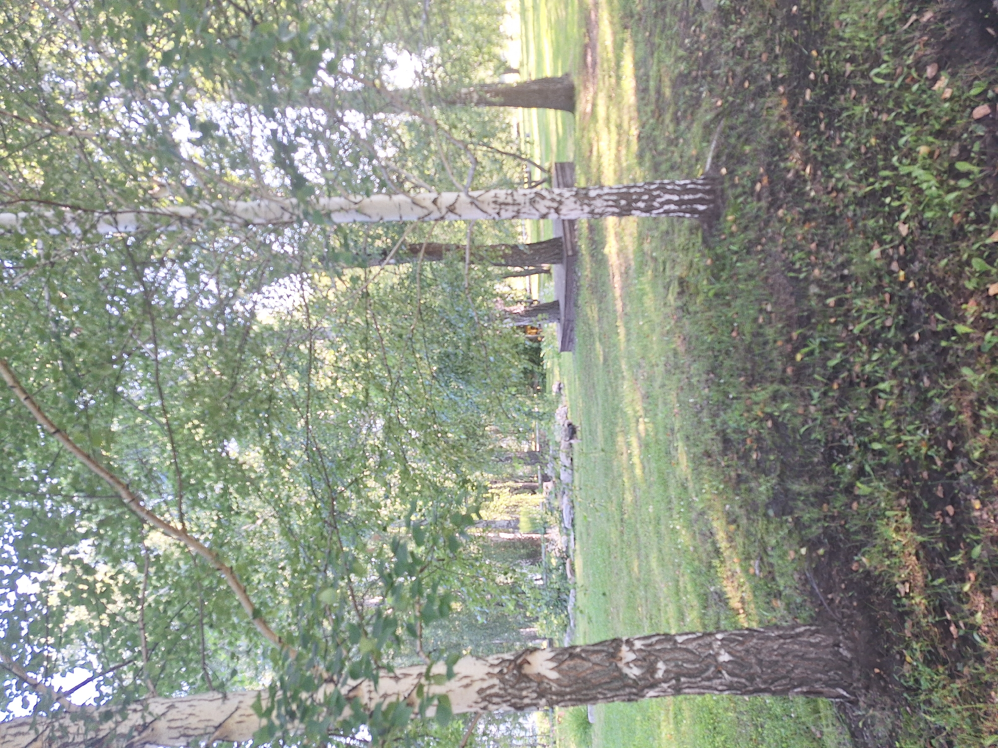 The image depicts a park-like area with several birch trees and lush green grass. In the background, a low, circular wooden structure is visible, possibly a small stage or seating area. Beyond that, a cluster of rocks is arranged on the ground. The lighting suggests it is daytime, with sunlight filtering through the leaves. The scene appears to be set in Atamanovka, Russia, a location known for its natural beauty and parklands, hinting at a serene outdoor environment.
