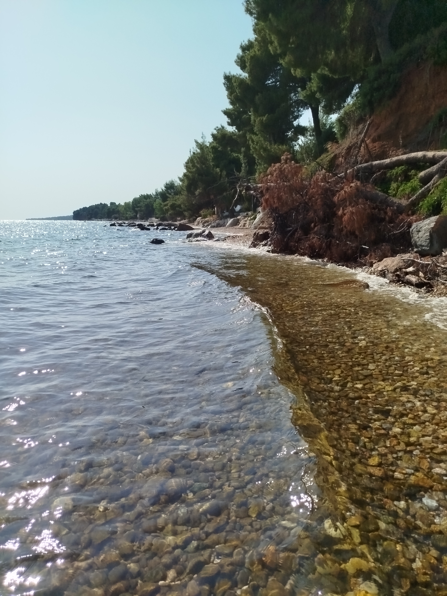 The image depicts a serene coastal scene. The foreground is dominated by the clear, shallow water of the sea, revealing a bed of smooth, multicolored pebbles. The water's surface is rippled and reflects the sunlight, creating shimmering patterns.
Along the right edge of the image, the coastline is visible. It is a rocky and pebbly shore, with some larger rocks interspersed. A steep, earthy bank rises behind the shore, covered with dense green pine trees. Several fallen pine trees and branches are scattered on the bank and the shore, suggesting recent storm damage or natural erosion. The foliage of the trees is dark green, contrasting with the reddish-brown earth of the bank.
The background shows a calm sea stretching towards a distant, tree-lined horizon. The sky is a pale, clear blue, with no clouds visible.
The scene appears to be located on a beach in Sithonia, a municipality in Greece, likely characterized by its pine forests reaching down to the coastline and its pebble beaches. There are no people or animals visible in the image, and no specific actions or interactions are taking place. The overall impression is one of natural beauty and tranquility, with a hint of the wildness of nature due to the fallen trees.