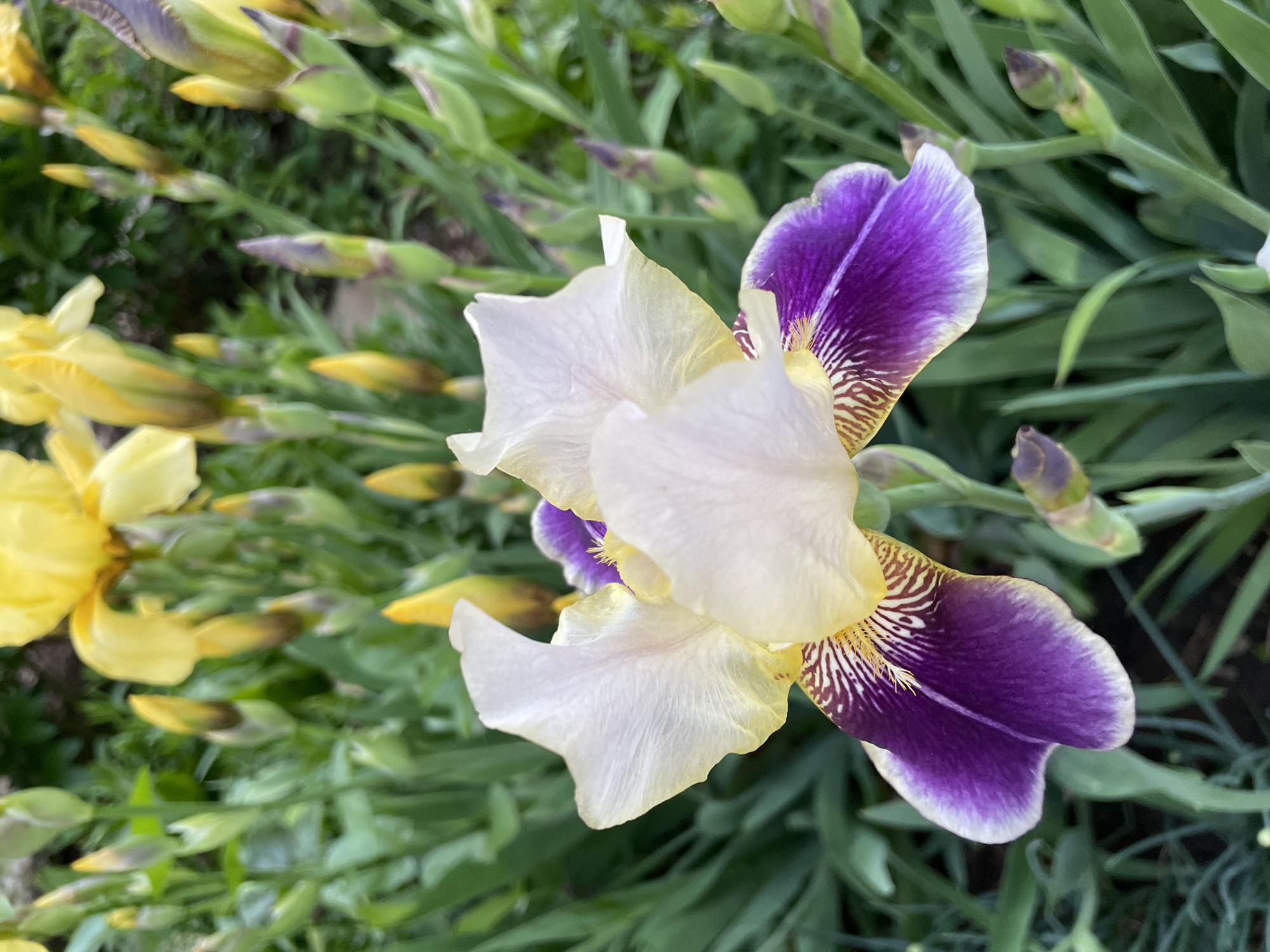 The image displays a close-up of vibrant blooming iris flowers in a garden setting. The primary focus is on a striking bicolored iris situated prominently towards the center-right of the frame. This flower features delicate white to pale yellow upper petals (standards) and rich, deep purple lower petals (falls) that are edged with white. Intricate yellow and brownish vein-like patterns are visible near the throat of the purple falls.
In the softly blurred background to the left, several bright yellow iris flowers are partially visible. Numerous green buds, some exhibiting subtle purple or yellow hues, are scattered amidst the verdant, strap-like foliage, indicative of a flourishing flowerbed. The background consists predominantly of out-of-focus green leaves and stems, creating a natural and lush environment for the flowers.
The lighting is soft and even, suggesting a daytime shot, likely under an overcast sky or diffused sunlight, which highlights the flowers' colors without casting harsh shadows. The scene conveys a sense of natural beauty and the freshness of the blooming season. There are no people visible, nor any discernible text in the image. The context provided indicates the location is Izhevsk, Russia.