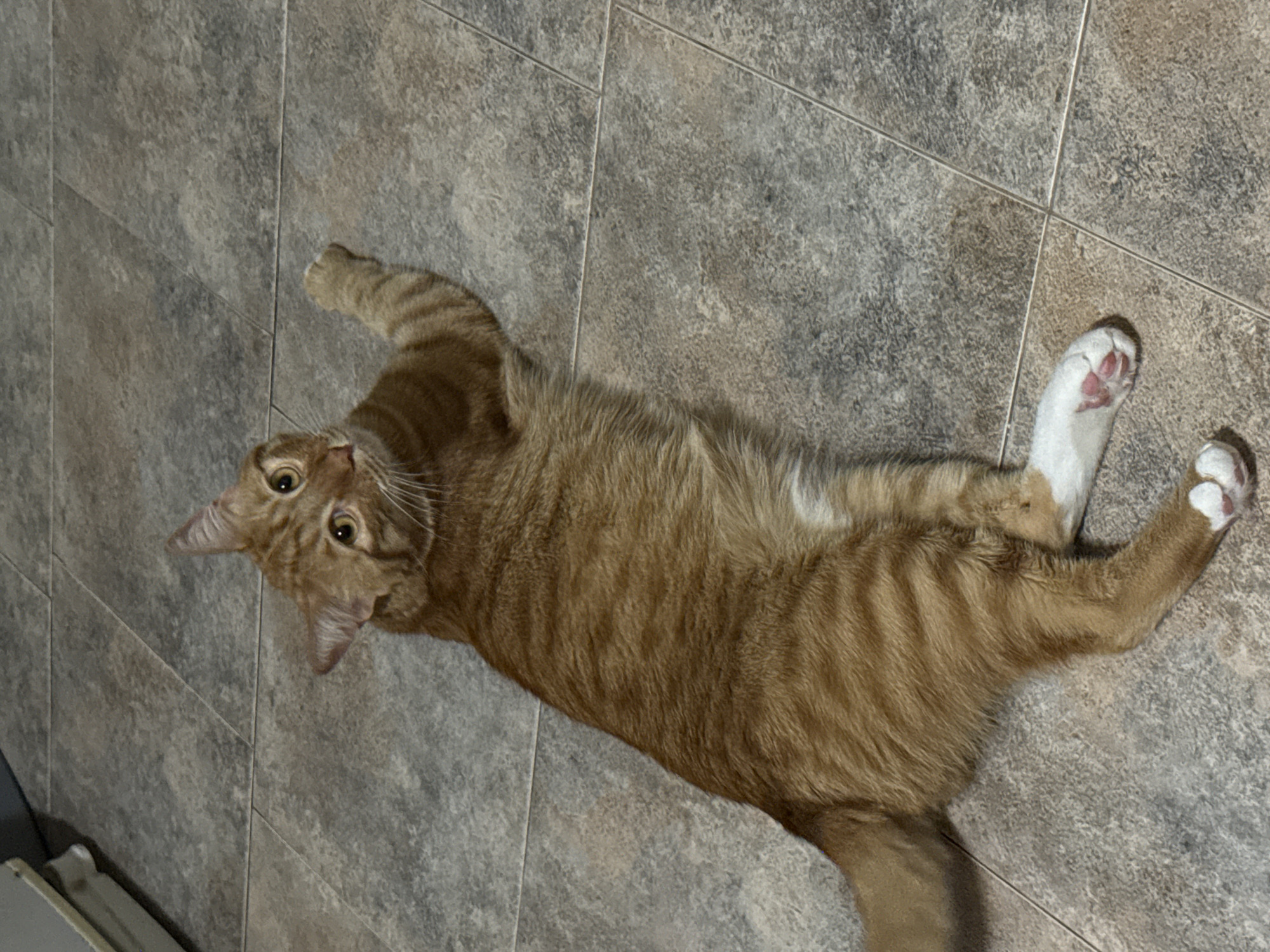 An orange tabby cat is captured in an overhead shot, lying relaxed on its back on a tiled floor. The cat is stretched out, with its front paws reaching upwards and its head tilted, gazing directly at the viewer with wide, curious eyes. Its fur displays distinct orange tabby stripes, contrasting with a lighter cream-colored belly and white paws. The white paws clearly show pink toe beans on one of its hind feet. The floor is covered with rectangular, neutral-toned tiles, possibly grey or beige, arranged in a staggered pattern with visible grout lines. The indoor lighting illuminates the scene. The cat's posture and expression suggest a moment of playful curiosity or comfortable relaxation.