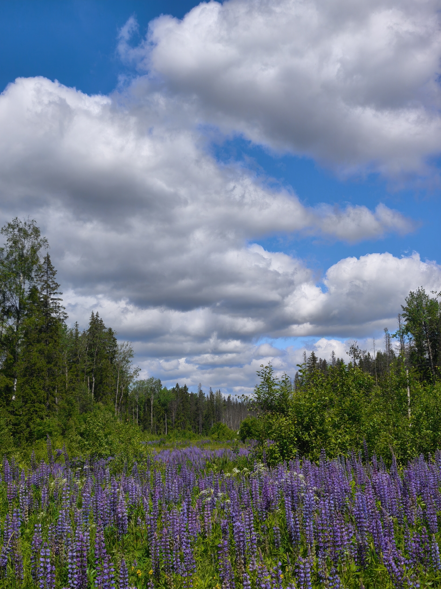 A wide shot captures a vibrant field of purple lupine flowers under a bright blue sky dotted with fluffy white and gray clouds. The field stretches towards a dense forest that lines the horizon, with trees of varying heights and shades of green. The foreground is dominated by the tall spikes of the lupine flowers, some reaching up to waist height, interspersed with other green foliage. Sunlight illuminates the scene, casting subtle shadows and highlighting the textures of the flowers and leaves. The overall impression is one of natural beauty and serene wilderness. The location is identified as Unknown, Russia. There are no people or animals visible in the image.