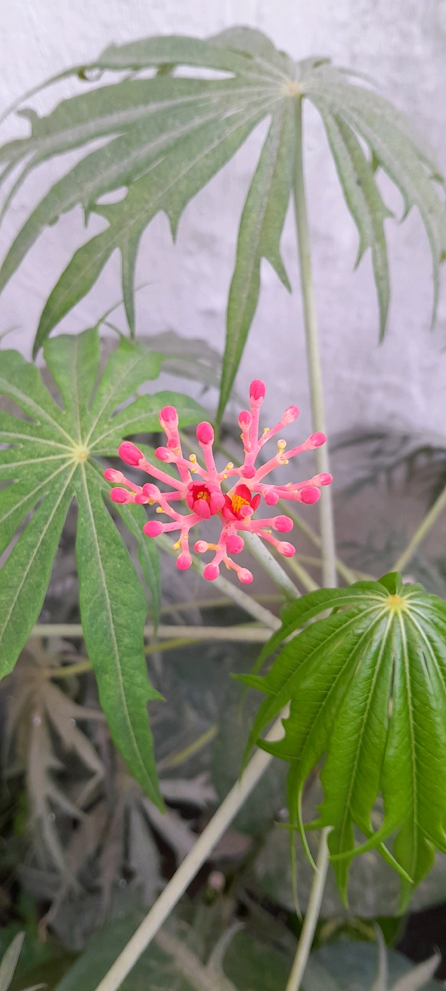 A close-up, vertical shot features a cluster of vibrant pink flowers with yellow centers, each with small buds branching out. These flowers are surrounded by large, green, palmate leaves of a plant, possibly a Jatropha species, with a pale, textured wall in the background. The image appears to be taken outdoors, given the natural light and the presence of the plant. Based on the visual characteristics of the plant and the lighting, it is plausible this image was captured in Malang, Indonesia, a city known for its lush greenery and tropical climate.
