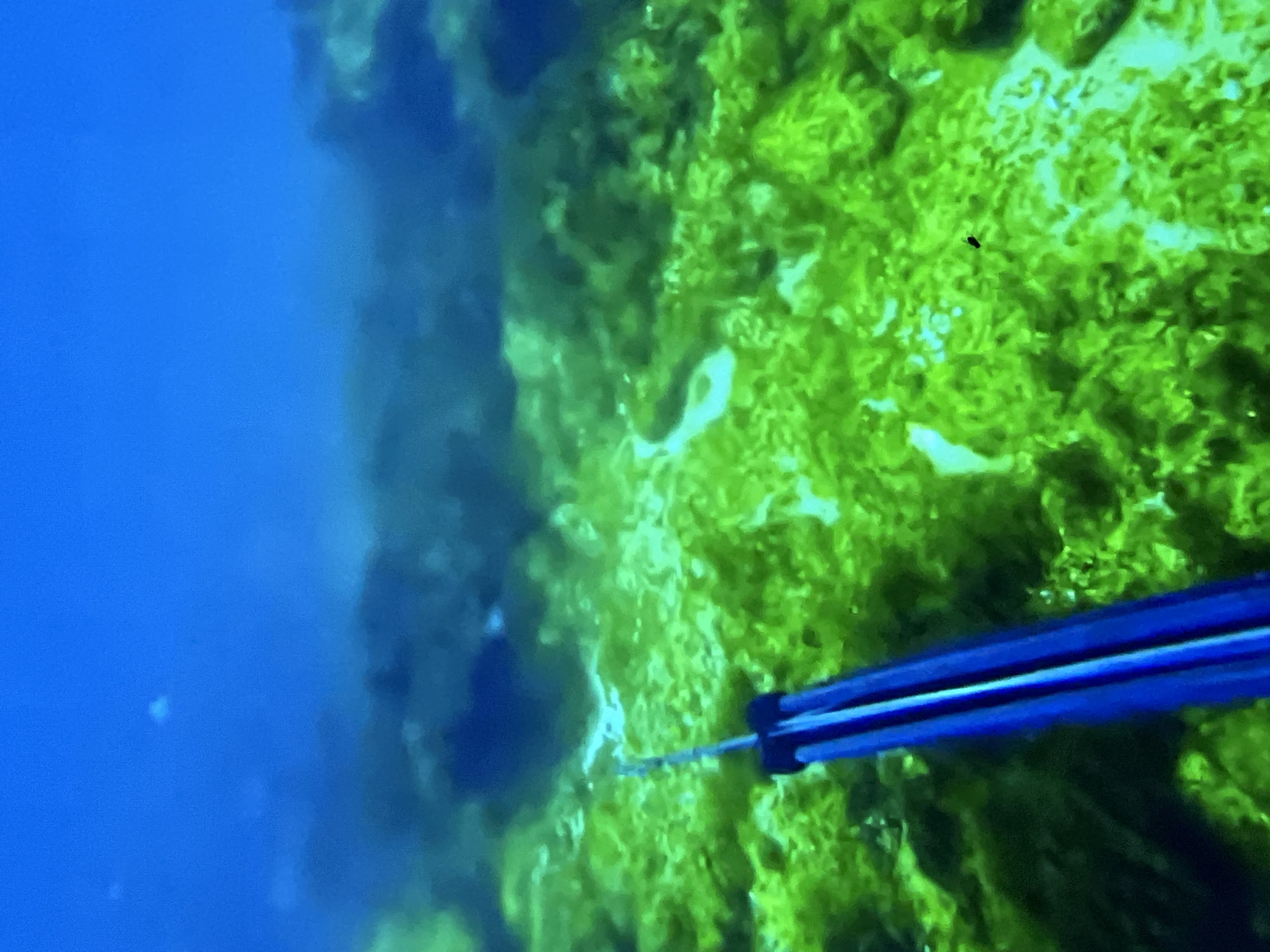 An underwater scene shows bright green seaweed covering rocks beneath clear blue water. In the foreground, the blue shaft of a speargun is visible, angled downwards towards the seabed. The speargun is the primary subject in the immediate foreground. The environment appears to be a shallow reef. There is no indication of the city of Casablanca, Morocco, or any other specific geographic location.