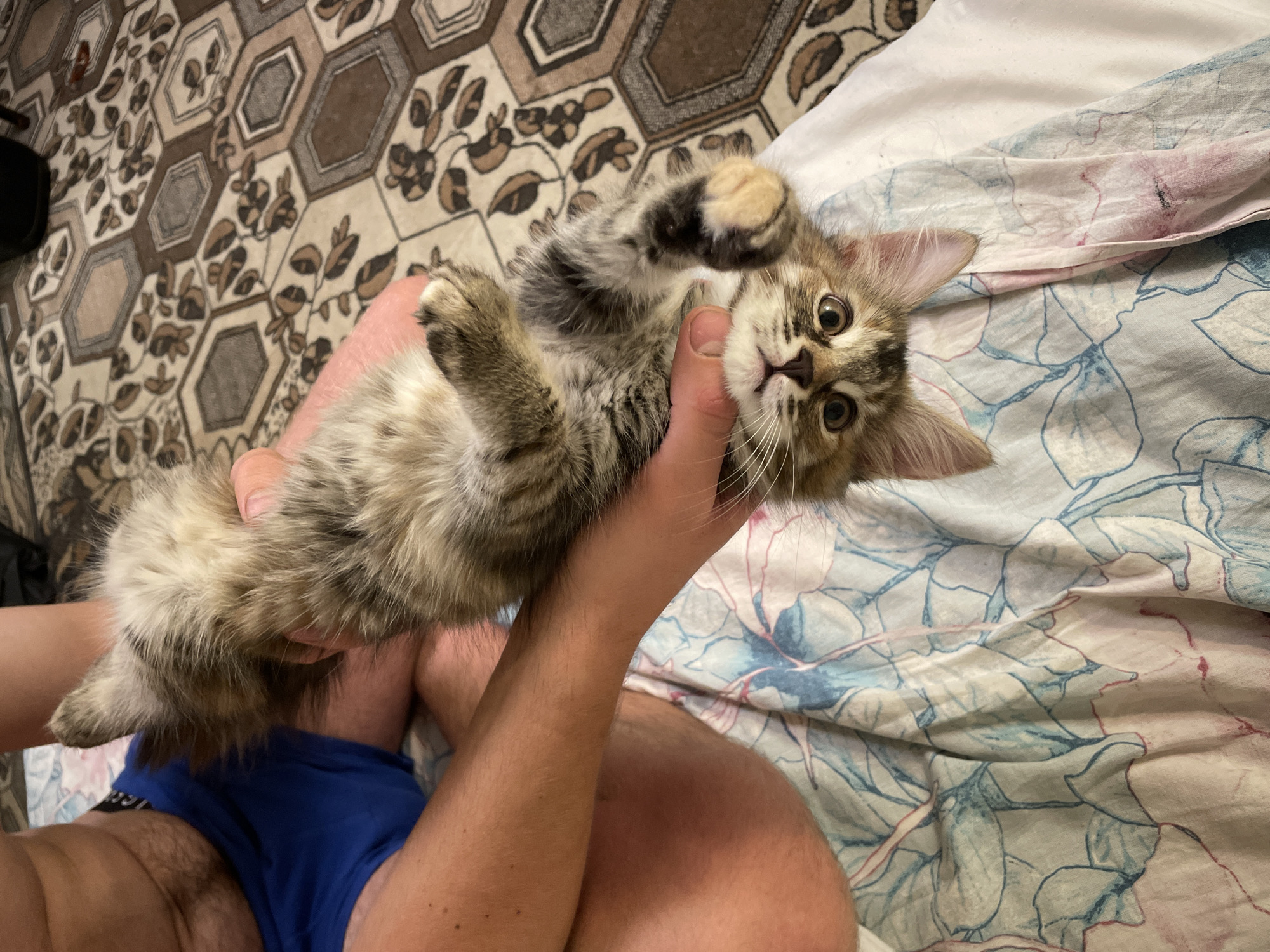 A person is holding a fluffy kitten upside down against a patterned sheet. The kitten is looking directly at the camera with wide, expressive eyes. The person's hands are visible supporting the kitten's body, and their legs, clad in blue shorts, are also in view. The background features a patterned carpet.