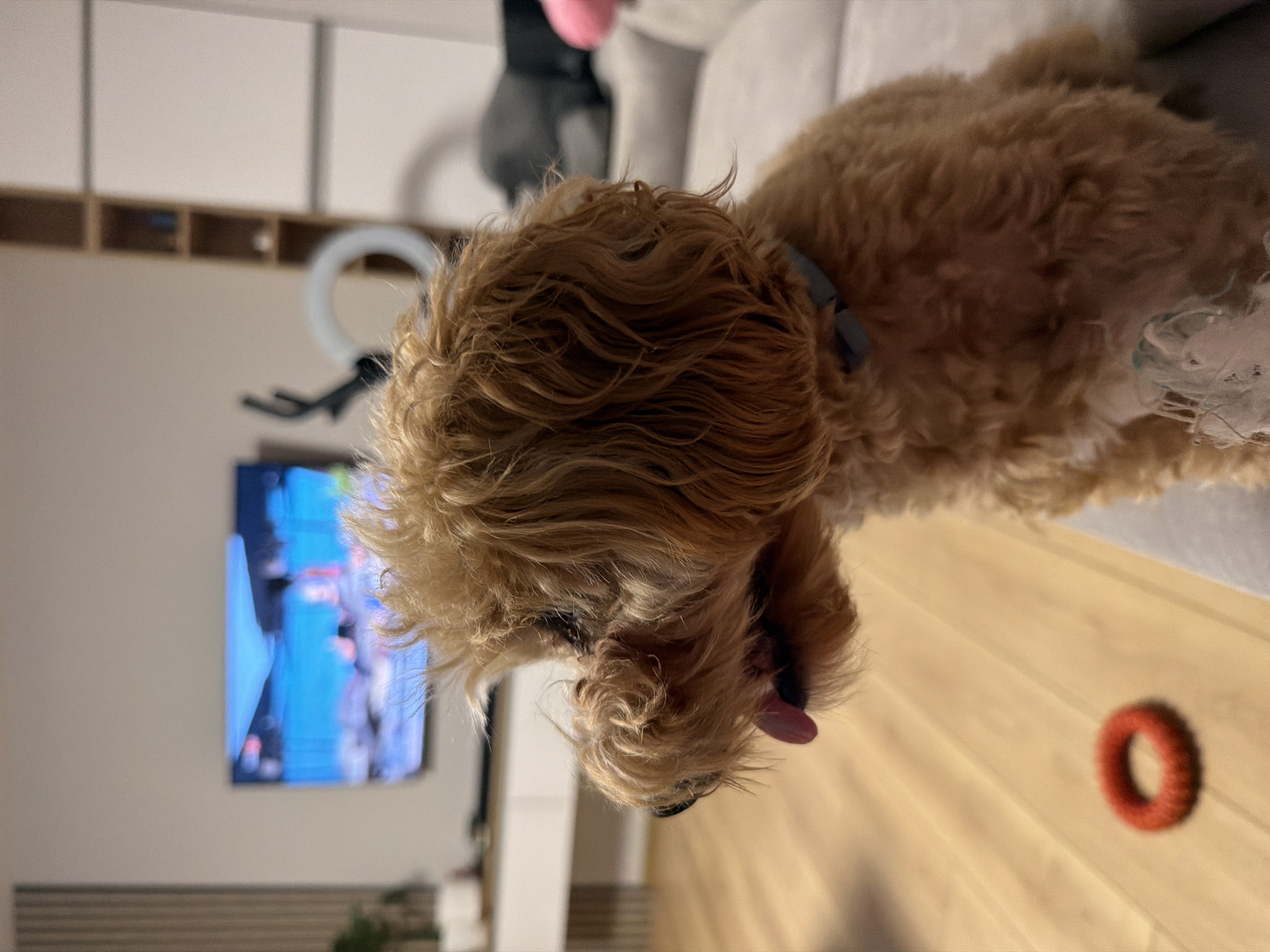 The image shows a close-up of a light brown, fluffy dog sitting on a grey couch, facing left. The dog's tongue is slightly out. In the background, a television displays a blurry image of a blue body of water with what appears to be people. To the right of the television is a tall, narrow shelving unit. A ring light is visible behind the dog's head. The flooring is light-colored wood. A red, ring-shaped dog toy is on the floor to the left of the dog. The scene appears to be an indoor living space, possibly in a residential apartment in the city of Plovdiv, Bulgaria.