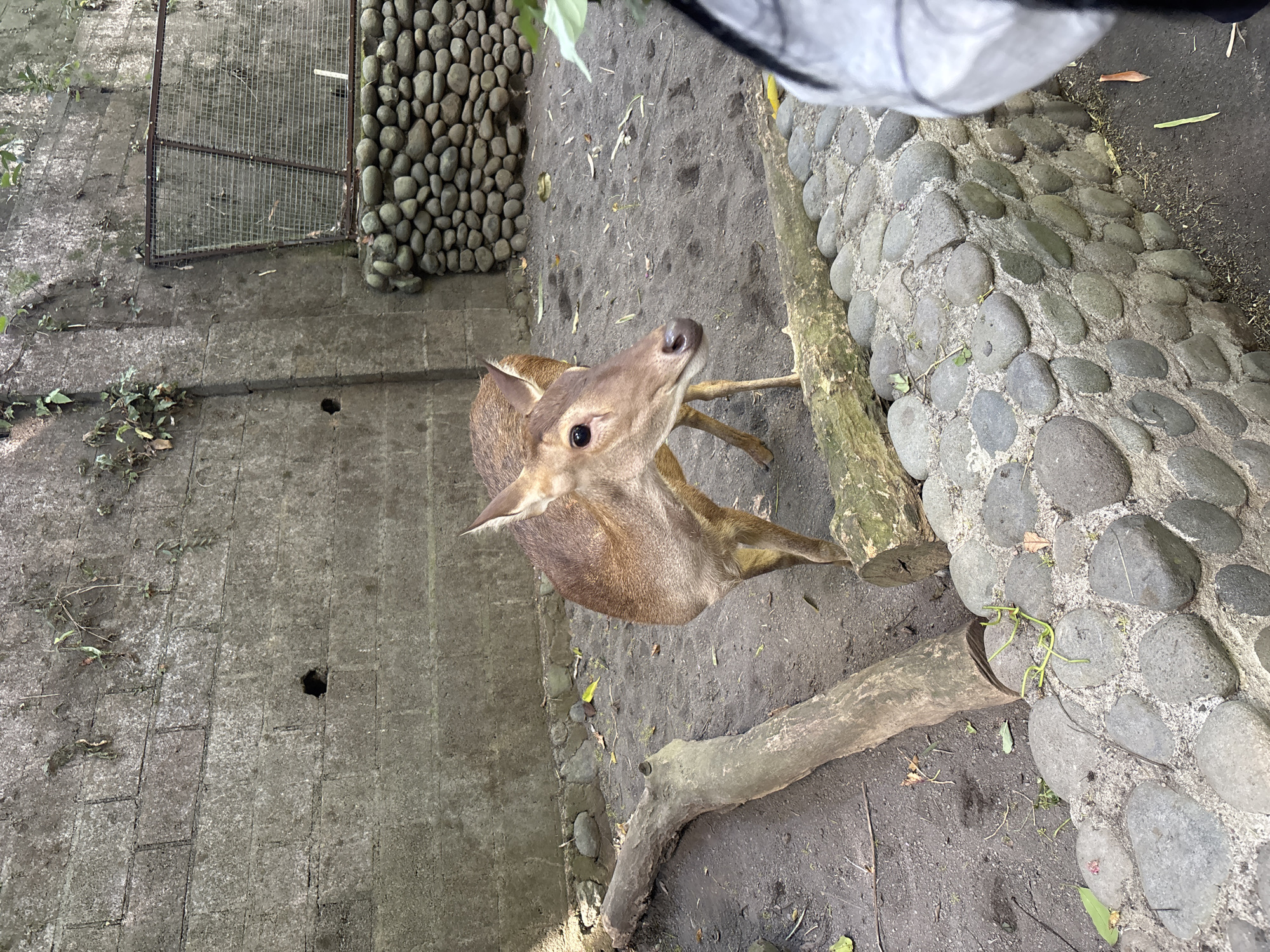 A brown deer stands in a pen with a concrete wall and a wire fence in the background. The pen's ground is covered in dirt and a few logs and stones. A person's arm, wearing a white and grey sleeve, is in the foreground, partially obscuring the view of the pen. The image appears to be taken at the Bali Zoo in Sukawati, Indonesia.