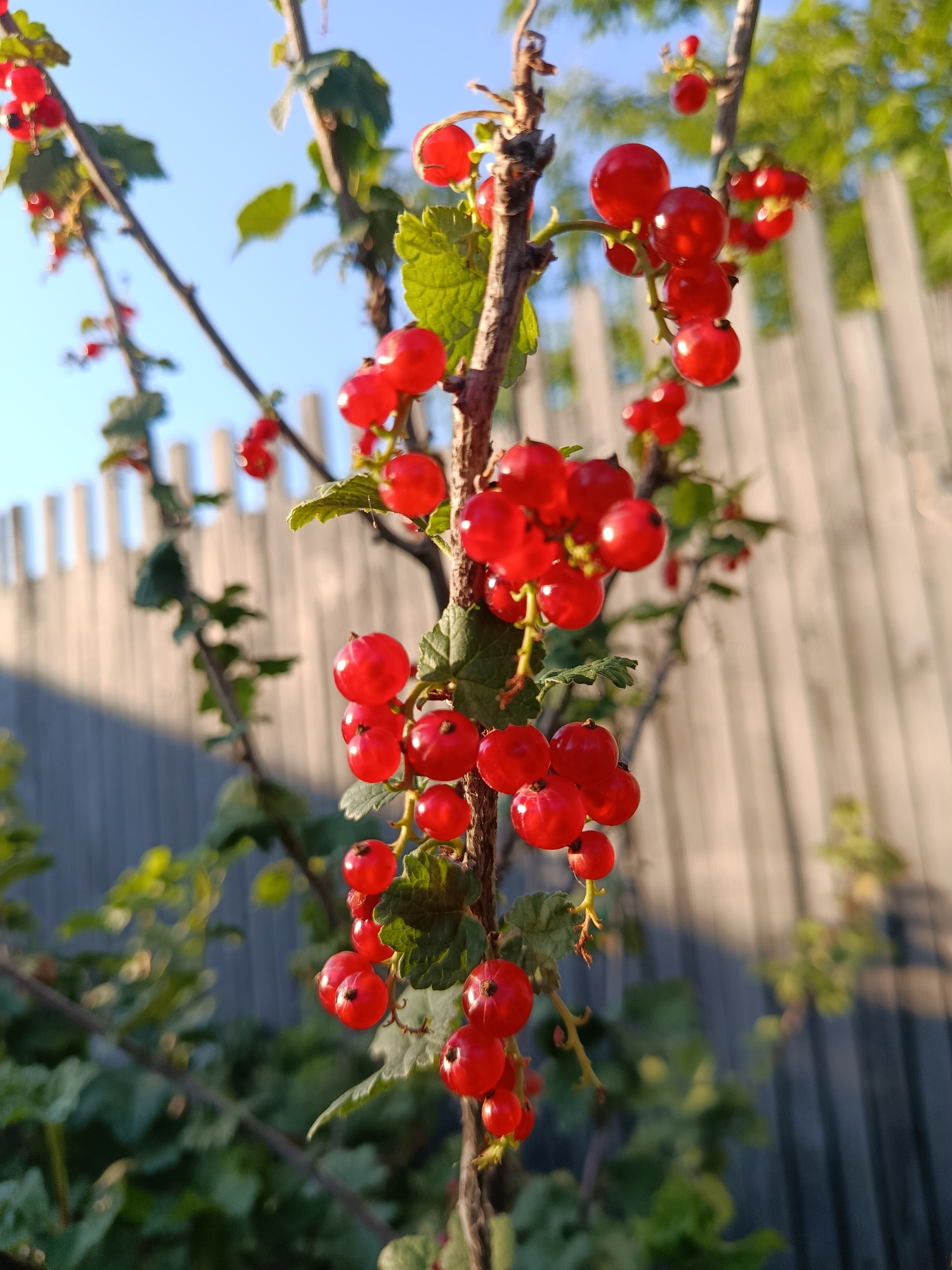 The image depicts a close-up, low-angle shot of a red currant bush with ripe berries. The berries are clustered on thin stems, many of them glistening in the sunlight. The bush is in focus, with the background showing a blurred light blue sky and a wooden fence. Green leaves are visible on the branches, partially obscuring some of the berries. The scene appears to be outdoors, likely in a garden or yard, given the presence of the fence and the natural setting of the bush. There are no people or animals present in the image. The lighting suggests it is daytime, possibly late afternoon or early evening due to the warm tones of the sunlight on the fence. The location is stated to be the city of Biysk, Russia.
