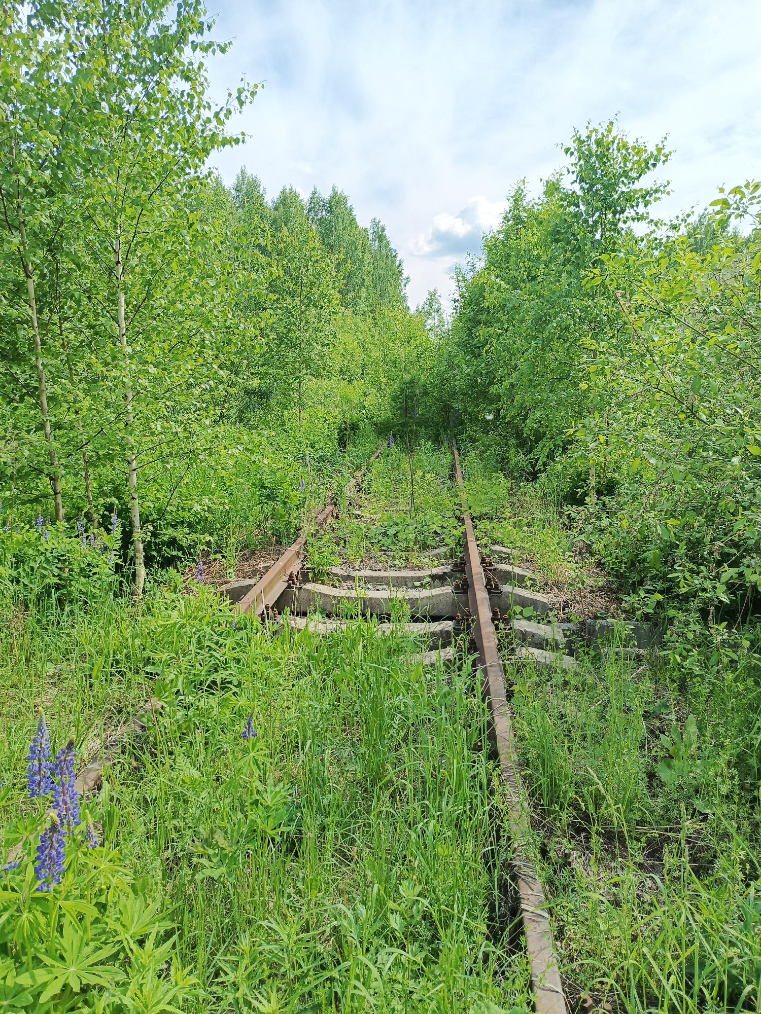 The image captures a disused railway track deeply embedded within a lush, green natural environment. The single track, composed of rusty rails and concrete sleepers, is almost entirely covered by dense vegetation.
In the foreground and along the sides of the tracks, tall, vibrant green grass and various plants grow profusely, indicating that the line has been out of service for a significant period. Clumps of purple or blue lupine flowers are visible on the left side in the foreground, adding a touch of color to the verdant scene.
The railway line extends into the distance, disappearing under an increasingly dense canopy of trees and bushes. On both sides of the track, a thriving forest can be seen, with numerous deciduous trees, including several prominent birch trees with their characteristic light-colored bark. The trees create a tunnel-like effect, converging towards the horizon.
The sky above is partly cloudy, with patches of bright blue visible between white cumulus clouds, suggesting fair weather. The lighting indicates it is daytime, likely mid-morning or early afternoon, with ample sunlight illuminating the foliage.
The overall scene conveys a strong sense of nature reclaiming human infrastructure, depicting a peaceful yet wild landscape in a rural or forested area. Given the location context, this overgrown railway line is situated in Kemul, Russia. There is no visible text in the image.