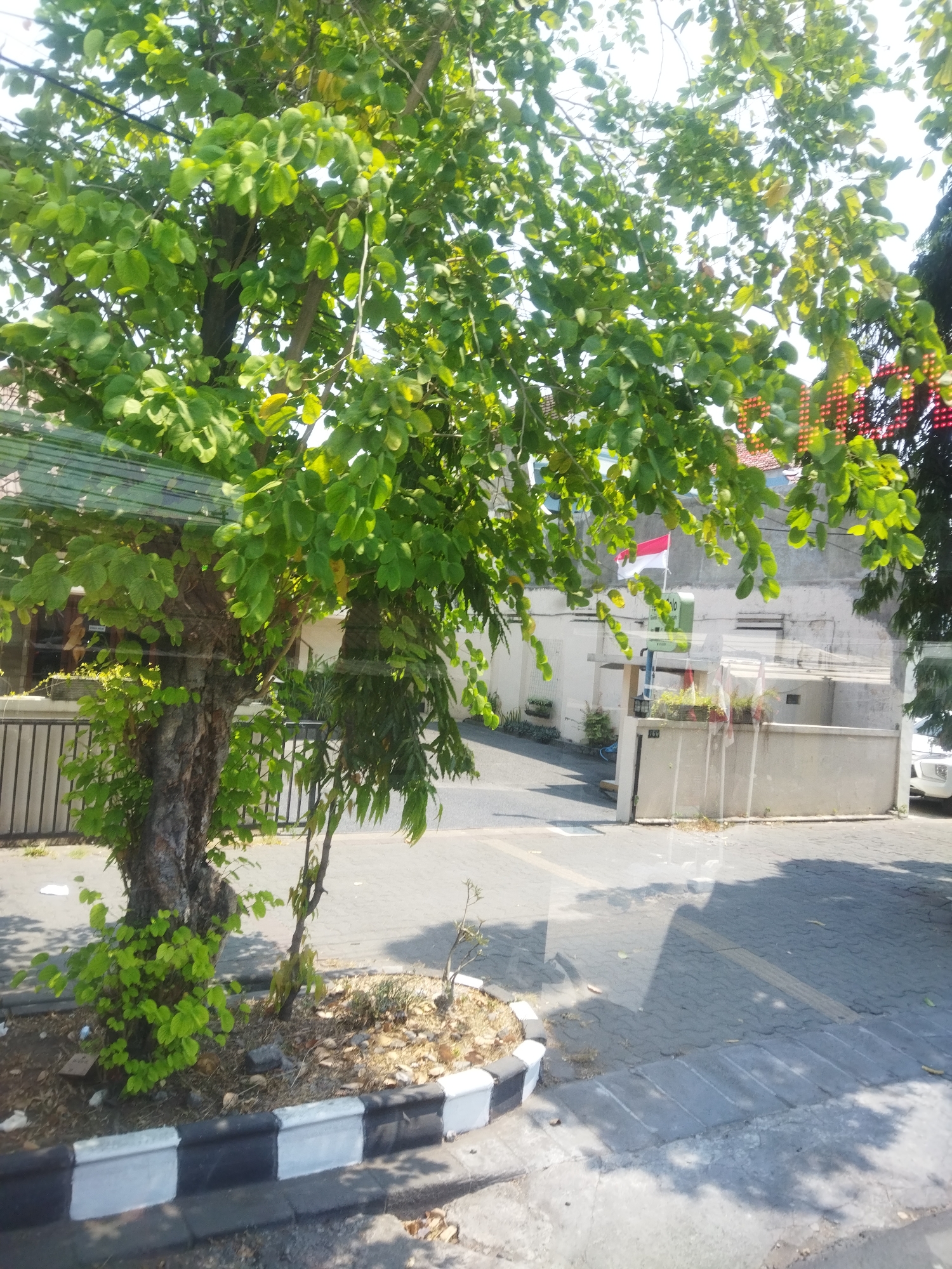 The image shows a tree with lush green leaves in the foreground, obscuring parts of the background. Behind the tree, a building with a white facade is visible. An Indonesian flag, red and white, is flying on a flagpole in front of the building. The ground in front of the building is paved with gray interlocking bricks, and there is a black and white striped border along the edge of a planter box containing some dry leaves and small plants. A portion of a white vehicle is visible on the far right side of the image. In the upper right corner of the image, there is a partially visible red and orange sign with small lights. The overall scene suggests an outdoor environment in a city, possibly a street or sidewalk area in Surakarta, Indonesia, given the presence of the Indonesian flag and the architectural style of the building.
