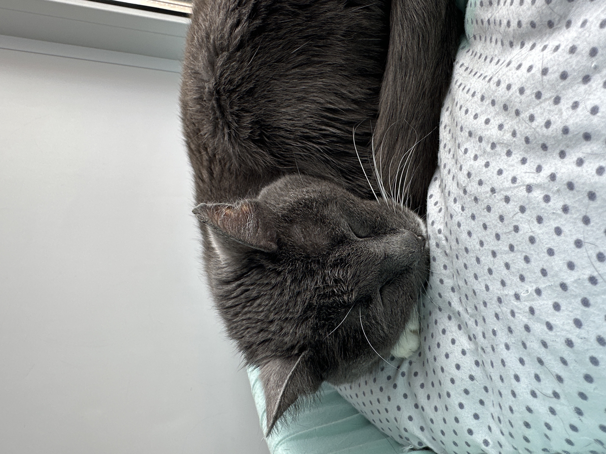 A gray cat is sleeping on a white pillow with gray polka dots, in front of a white window. There is no evidence to suggest the image was taken in Kokshetau, Kazakhstan.