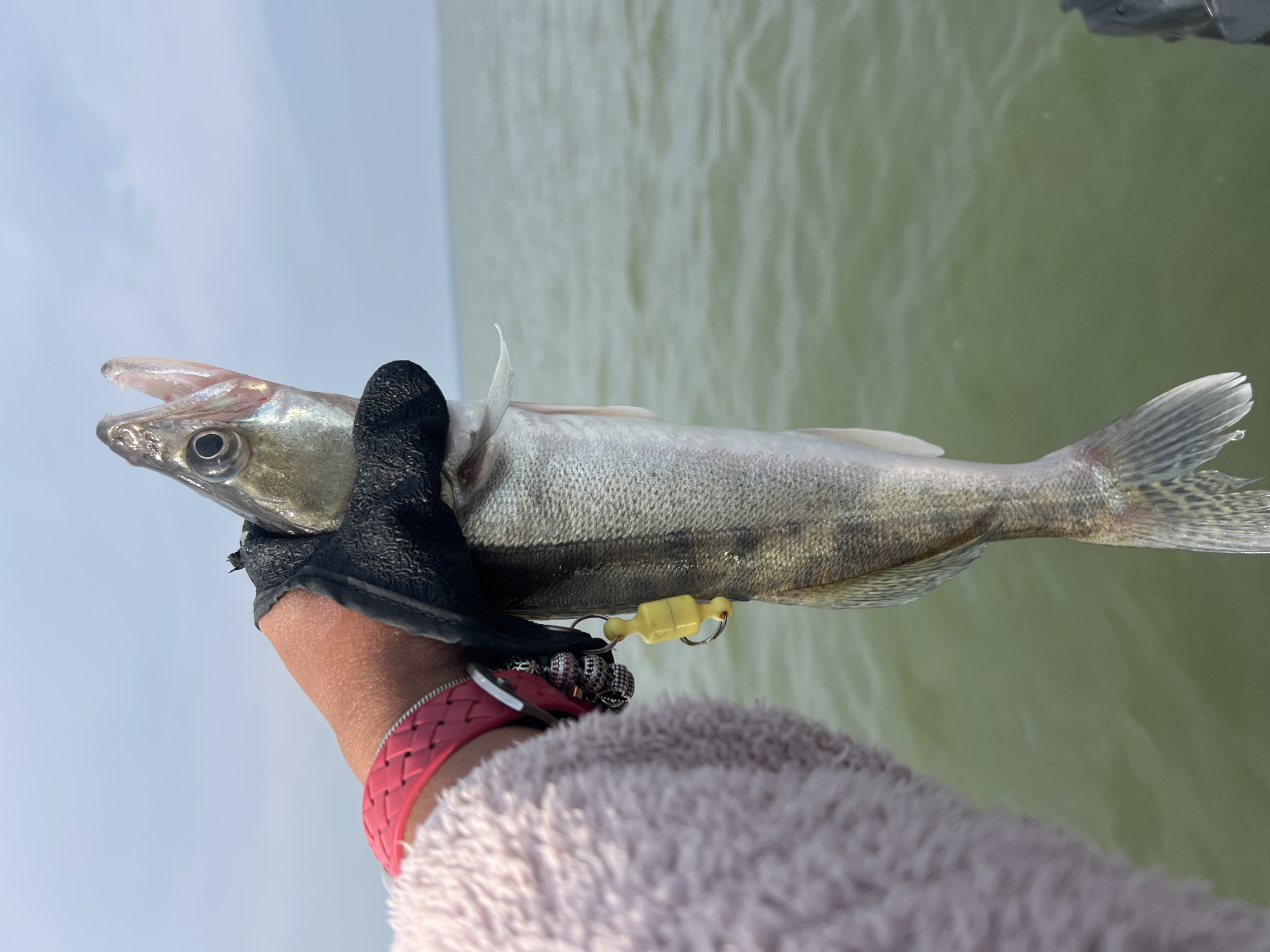 A person wearing a fuzzy pink sweater, a black fishing glove, and a pink braided bracelet holds up a freshly caught fish against a backdrop of overcast skies and greenish water. The fish, a walleye, is silver with dark vertical stripes and a distinctive large eye. A small yellow object, possibly a fishing lure or bobber, hangs from a keyring attached to the glove. The scene appears to be on a boat or near a body of water, possibly on Lake Novopichugovo in Russia, given the context. The focus is on the fish and the hand holding it, with the environment blurred in the background.