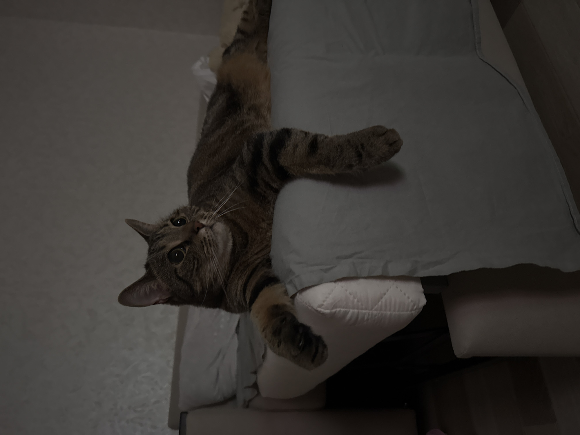 A tabby cat is lying on a light blue blanket covering a light-colored sofa. The cat is in a relaxed position, with its front paws extended over the edge of the sofa. The cat's fur is striped with dark brown and black markings. Its eyes are wide open and looking to the right. The background is a dimly lit room with a textured wall. The image was taken in Serpukhov, Russia.