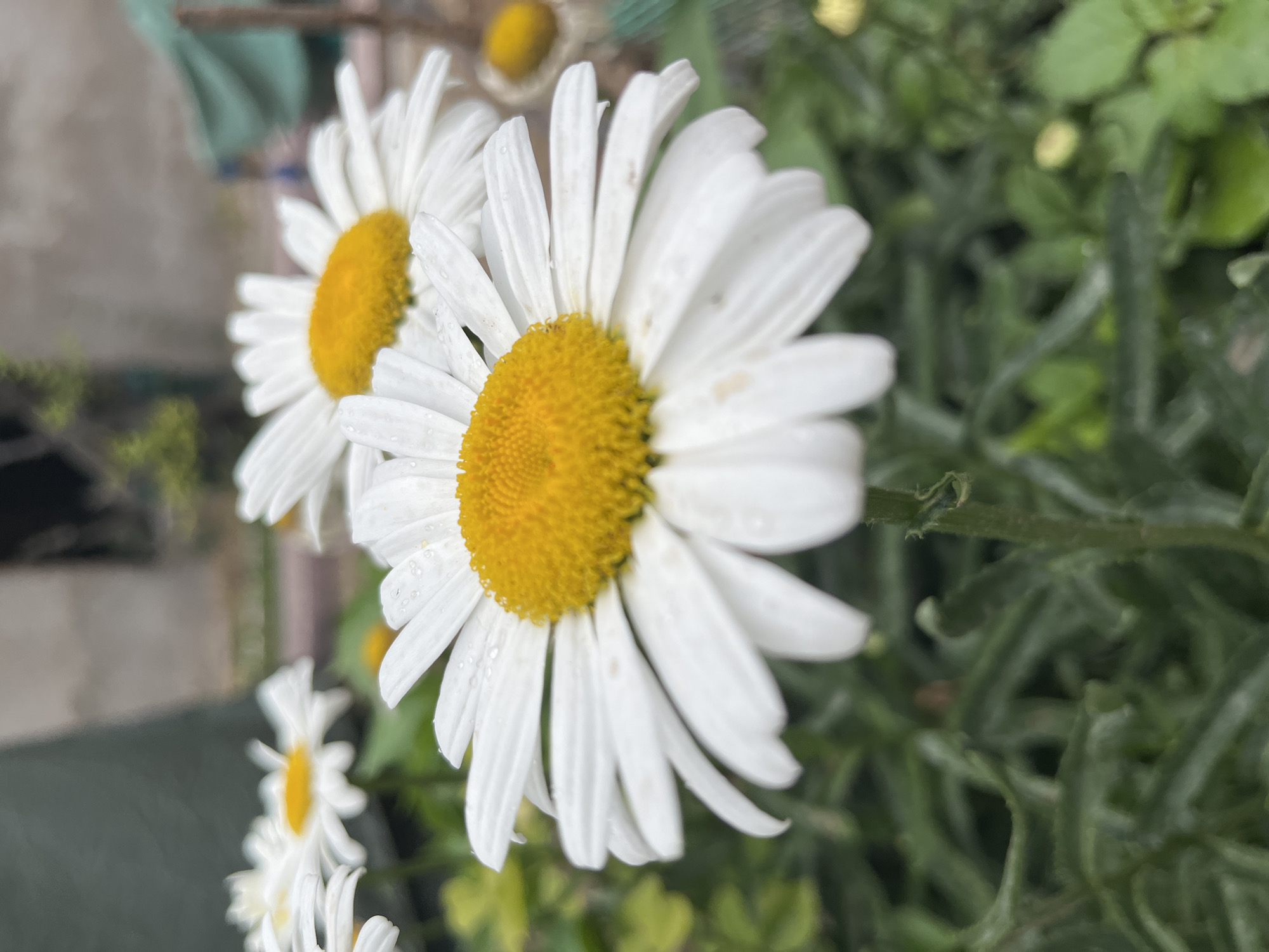 This is a close-up, eye-level shot of several daisies in a garden setting. The focus is on the foreground daisy, which is bright white with a vibrant yellow center. Small water droplets are visible on the petals, suggesting recent rain or dew. Behind it, another daisy is partially visible, also in focus, and further back, a third daisy is slightly blurred. The background is a mix of green foliage and an out-of-focus, muted urban environment, possibly including a building and some green canvas or tarp. The overall impression is one of natural beauty captured in a somewhat unkempt outdoor space, likely a residential garden or a park area within Shymkent, Kazakhstan.