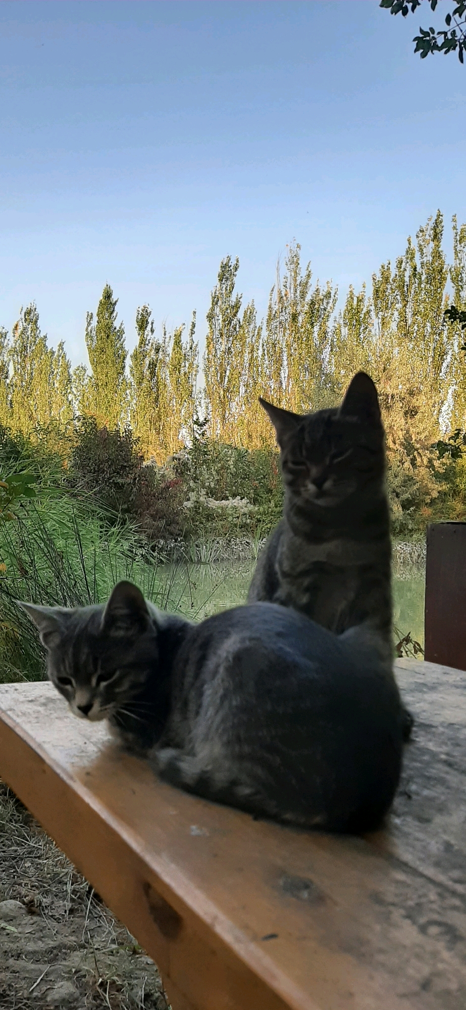 Two domestic cats are resting on a wooden bench in Zarechnoe, Kyrgyzstan. The cat in the foreground is lying down, facing left with its head resting on its paws. The second cat is sitting up behind the first cat, facing forward with its gaze directed towards the camera. Both cats are grey tabby with dark stripes. The bench is weathered and shows signs of age. In the background, a body of water, possibly a pond or slow-moving river, is visible, bordered by lush green vegetation and tall, slender trees. The sky above is a clear, pale blue, indicating daytime. The overall scene suggests a peaceful outdoor setting.