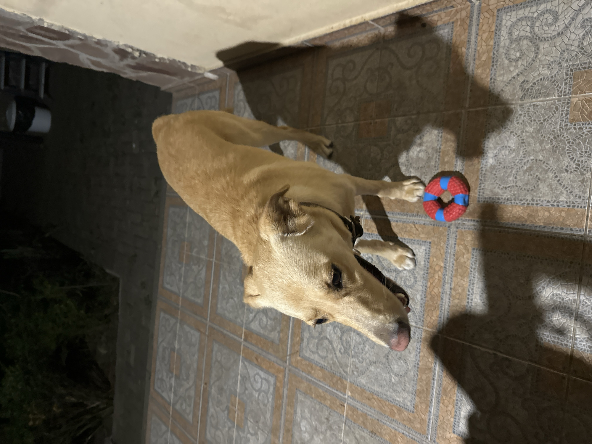 A light brown dog stands on a tiled patio next to a red and blue chew toy. The dog is facing left with its head tilted down and its mouth slightly open. It has dark eyes and floppy ears. The patio tiles are a light tan color with a grey patterned inlay. Behind the dog, to the left, is a dark area with some greenery, possibly bushes. To the right of the dog is a cream-colored wall with some reddish brick accents near the top. In the background, further to the left, is a dark area that appears to be a pathway or another part of the patio, with a white trash can and a shelf unit visible. The scene is illuminated by artificial light, casting shadows on the patio floor. The overall setting suggests an outdoor area at night, possibly a backyard or patio.