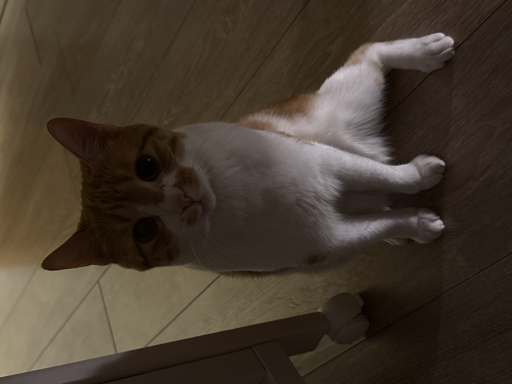 A ginger and white cat lies on a wooden floor, its head closest to the viewer and its body stretching into the distance. A partially visible light-colored object, possibly a chair leg, is in the bottom left corner. The scene appears to be indoors. There is no discernible evidence to place this image in Bar, Montenegro.