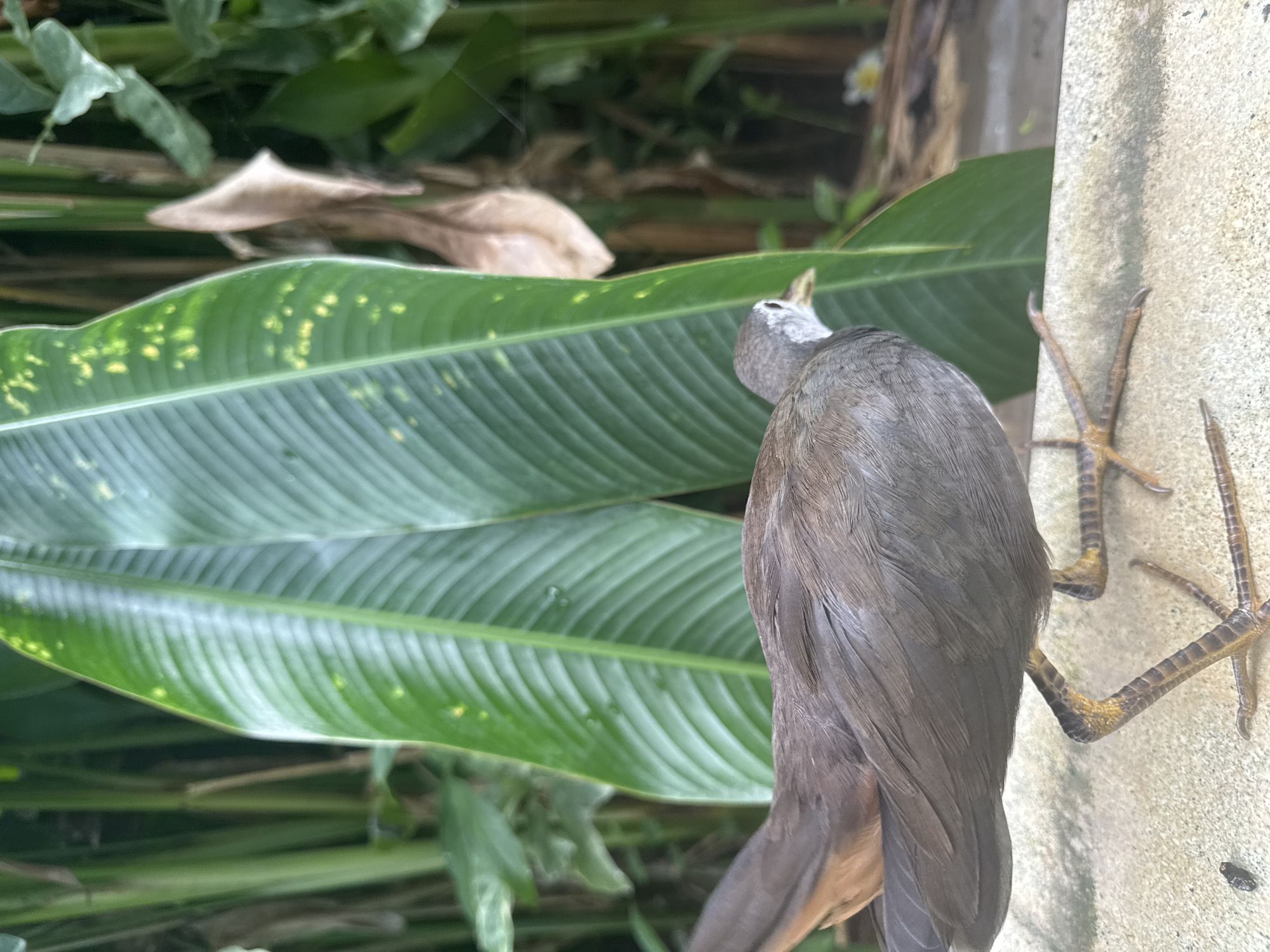 The image displays a close-up, vertical shot of a bird in an outdoor setting, likely in Kuta Selatan, Indonesia. The bird, situated on the lower-right and center, exhibits brownish-grey feathers across its body, contrasting with a lighter, possibly white or pale grey, head and neck, and a short, yellowish beak. Its head is tilted upwards and slightly to the left.
Distinctive long, slender, yellowish legs with visible scales and prominent toes with claws are splayed against a rough, light-colored concrete or stucco wall that runs vertically along the right edge of the frame.
The background is filled with large, lush green leaves featuring pronounced veins, some showing natural variegation or yellow speckles. These leaves, characteristic of tropical flora, suggest a verdant garden or natural environment. Other green and dried brown leaves are visible deeper in the background. The natural lighting indicates daytime, with soft illumination suggesting shaded or overcast conditions. No discernible activity is taking place beyond the bird's still posture. There is no visible text.