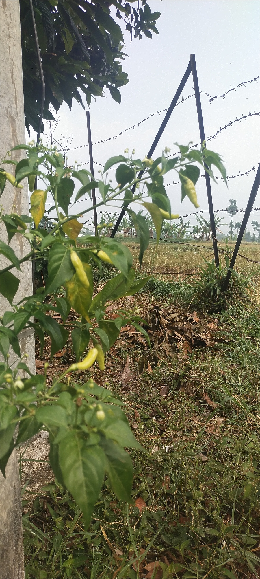 An outdoor, vertical, eye-level shot captures a chili plant in the foreground, its green leaves and pale yellow chilies slightly out of focus. Behind the plant, a barbed wire fence stretches across the frame, supported by metal posts. The fence separates the foreground from a field with scattered trees, possibly banana trees, and dry grasses. The sky above is overcast and pale. The scene appears to be in an agricultural area, possibly on the outskirts of Pasirhuni, Indonesia. The image is devoid of any human presence or activity.