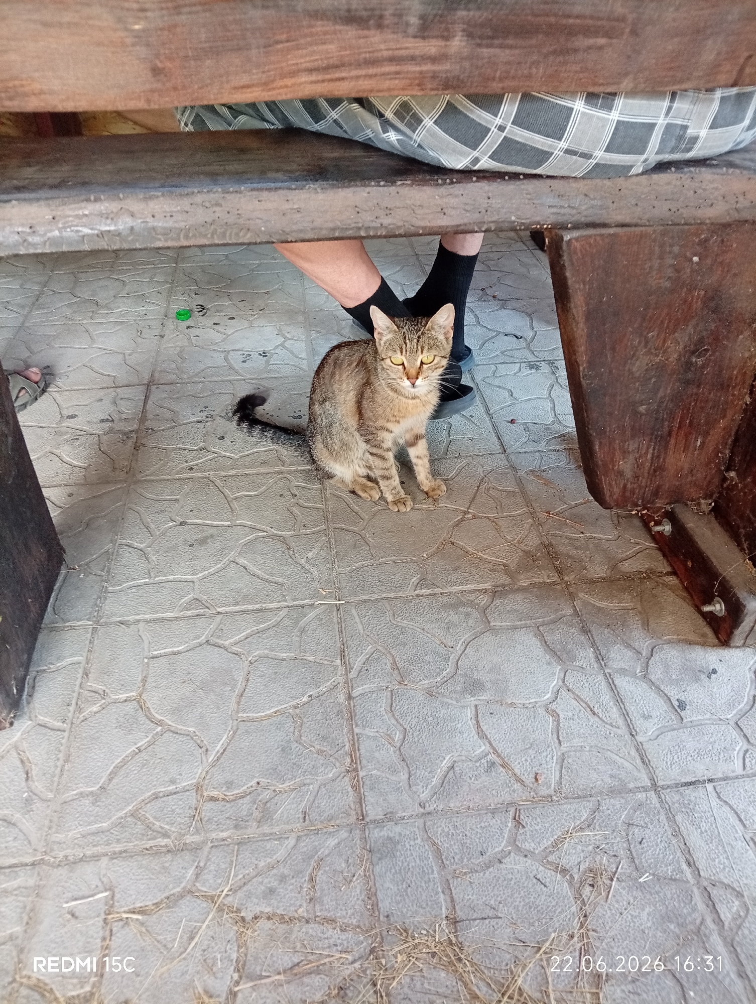 A tabby cat sits on a tiled floor beneath a wooden structure, possibly a bench or table. The cat is facing the camera with its body oriented slightly to the right. Its tail is curled to its left. To the left of the cat, a person's legs are visible, wearing black socks and sandals. A green bottle cap is on the floor near the person's feet. The floor is covered in light-colored tiles with a raised pattern. In the background, parts of dark wooden furniture are visible. The scene appears to be outdoors, potentially in a public area like a park or cafe. The timestamp in the bottom right corner indicates the image was taken on June 22, 2026, at 16:31. The location "Mykolaivka, Ukraine" is also displayed in the bottom left.