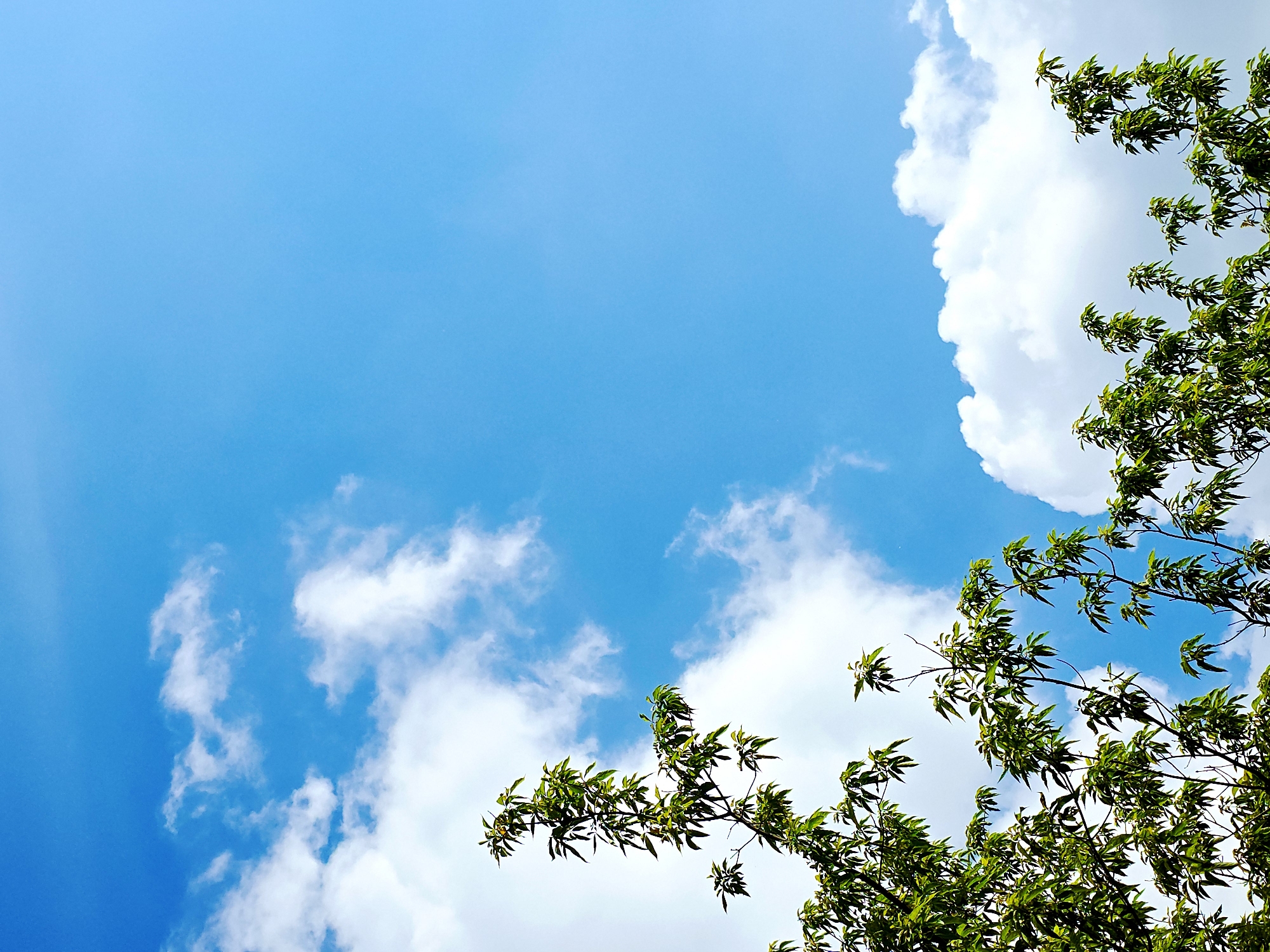 The image presents a vibrant, upward-looking view of a clear blue sky interspersed with white clouds and framed by green tree branches. The sky occupies the majority of the frame, displaying a gradient of blue, appearing slightly lighter at the bottom right and deeper towards the top left.
Puffy, bright white cumulus clouds are scattered across the sky. A large, dense cloud bank dominates the right side of the image, forming a distinct, somewhat vertical edge against the blue. Smaller, wispy clouds are visible in the upper left and central portions of the sky.
Dark tree branches, adorned with numerous vibrant green leaves, enter the frame from the bottom and right edges. These leafy branches partially obscure the sky, creating a natural border and adding depth to the composition. The leaves appear fresh and well-lit, suggesting a sunny day.
No people, animals, or man-made structures are visible. The scene captures a peaceful natural environment. The bright blue sky and well-defined clouds indicate a clear, pleasant daytime atmosphere, likely a sunny day. There is no visible text.